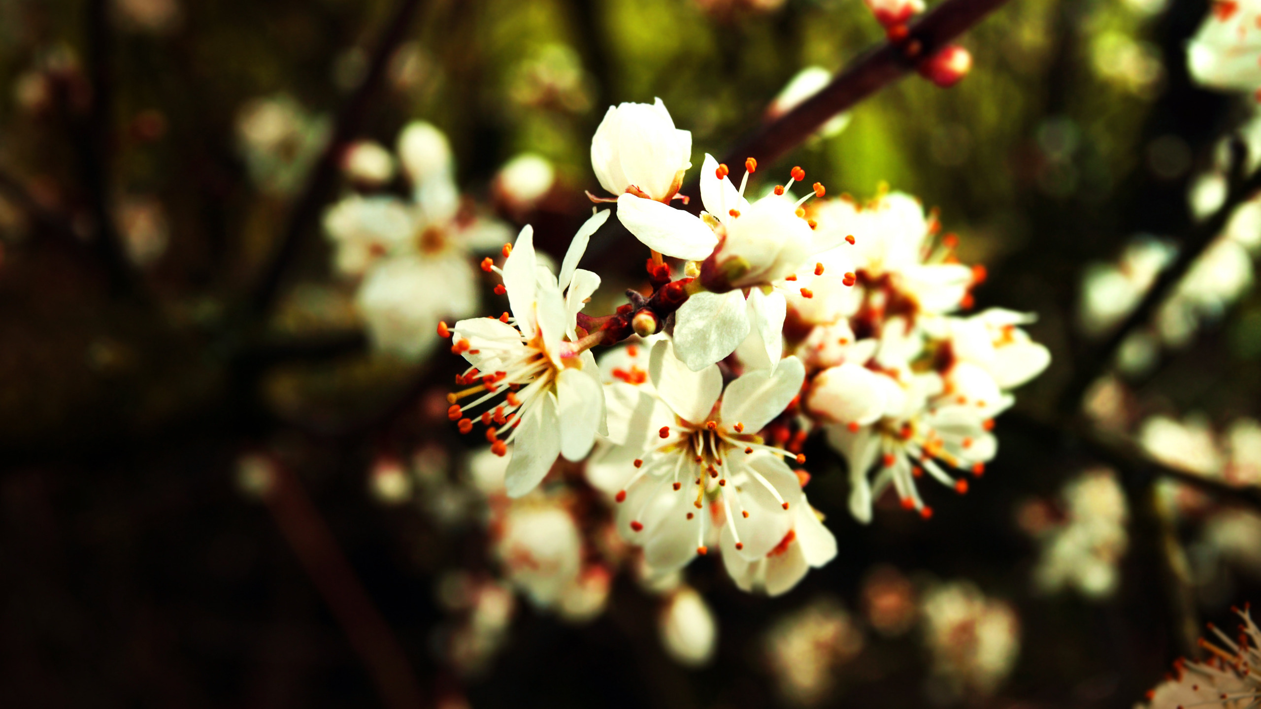 White Flowers in Tilt Shift Lens. Wallpaper in 2560x1440 Resolution