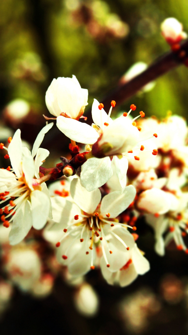 Weiße Blumen in Tilt-Shift-Linse. Wallpaper in 750x1334 Resolution