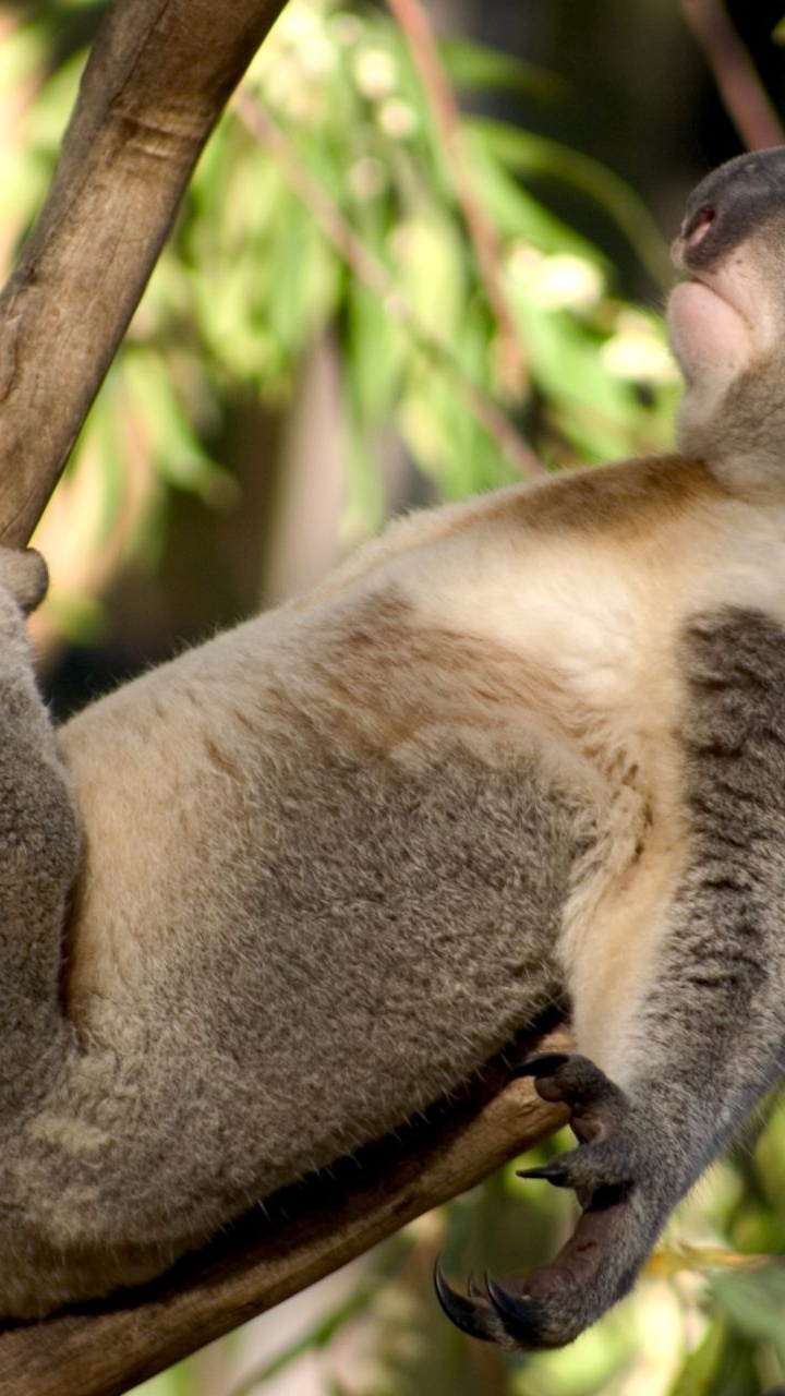 Koala, Wildlife, Snout, Marsupial, Terrestrial Animal. Wallpaper in 720x1280 Resolution