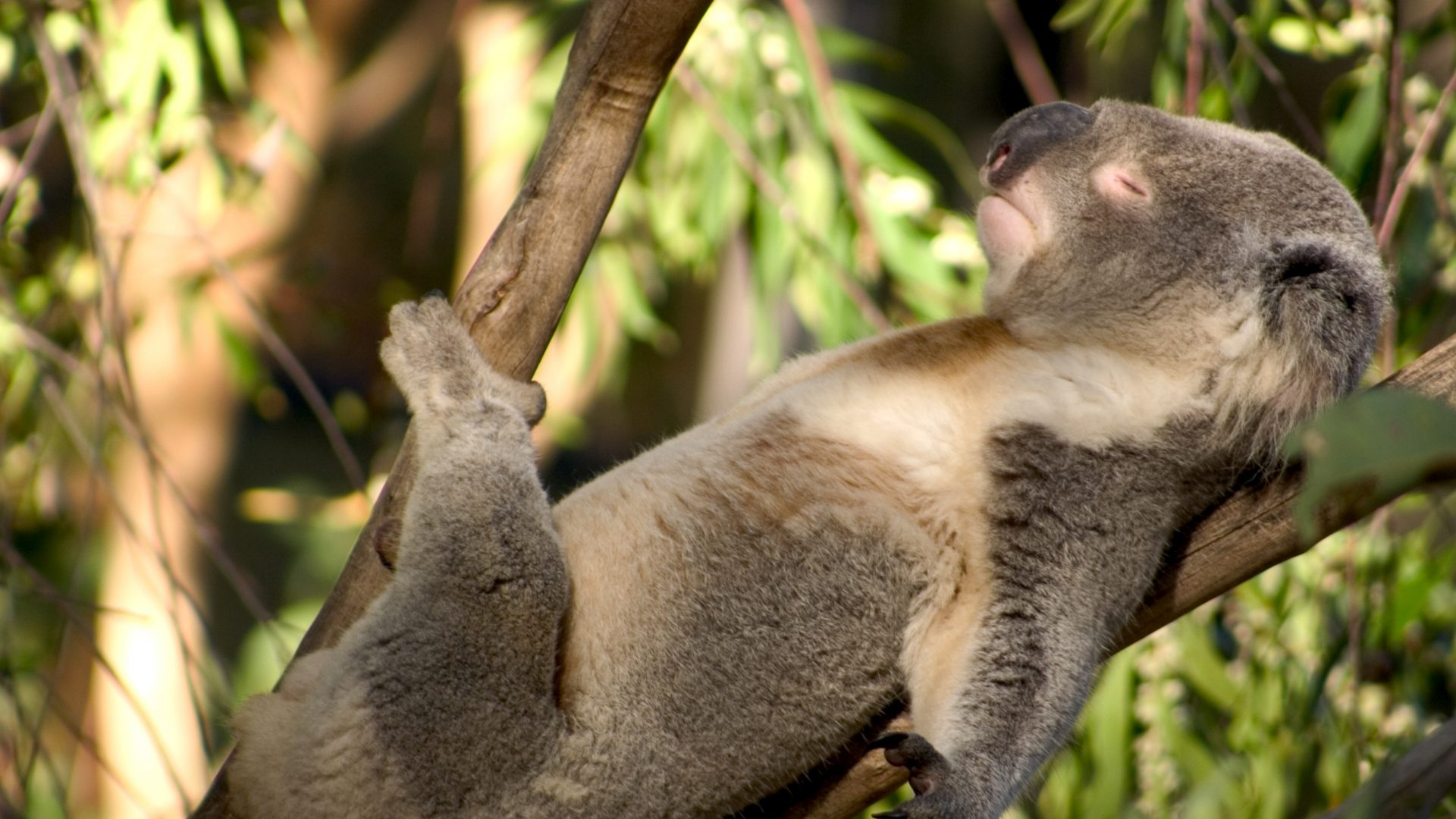 Koala, Marsupial, Pour Les Animaux Terrestres, Jungle, Koala Paresseux. Wallpaper in 1920x1080 Resolution