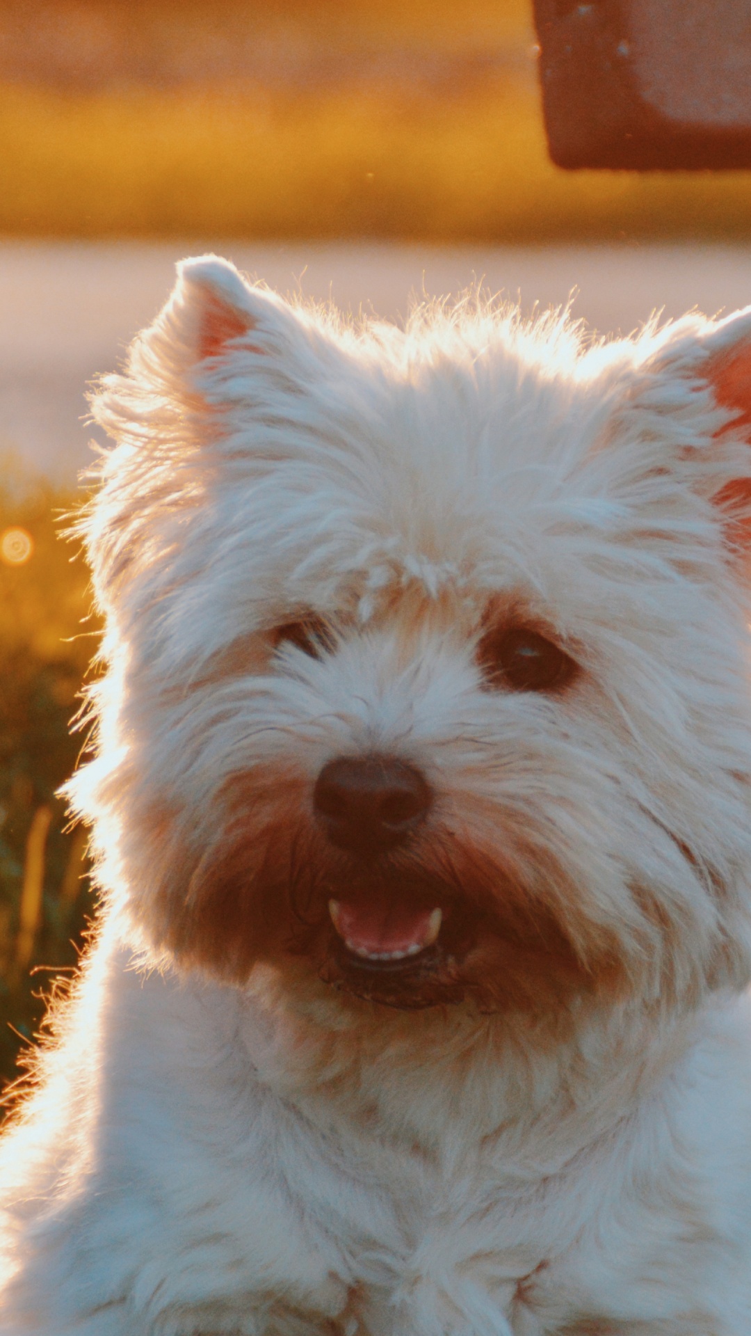 西部高地白色的小猎犬, 品种的狗, 马耳他的狗, 悉尼, 狗喜欢哺乳动物 壁纸 1080x1920 允许