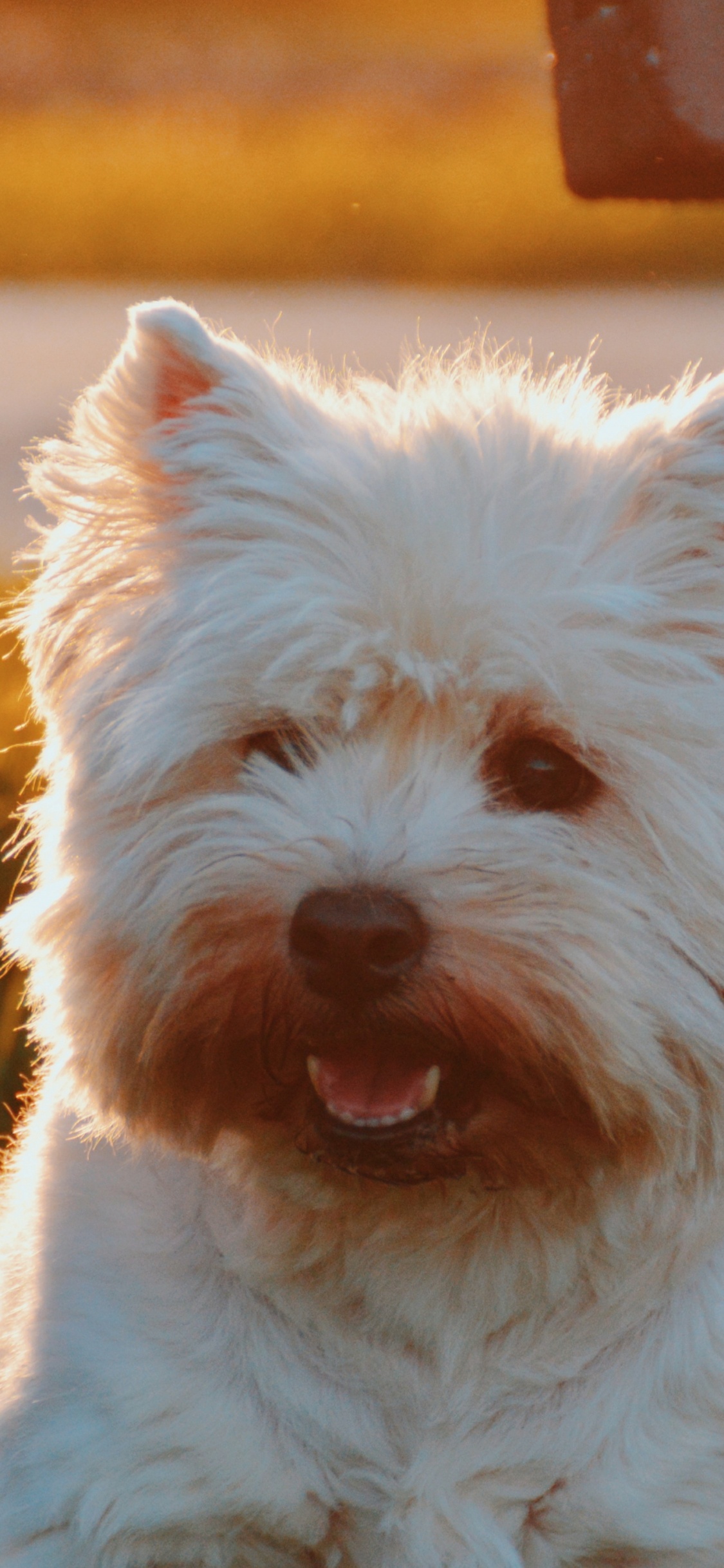 西部高地白色的小猎犬, 品种的狗, 马耳他的狗, 悉尼, 狗喜欢哺乳动物 壁纸 1125x2436 允许