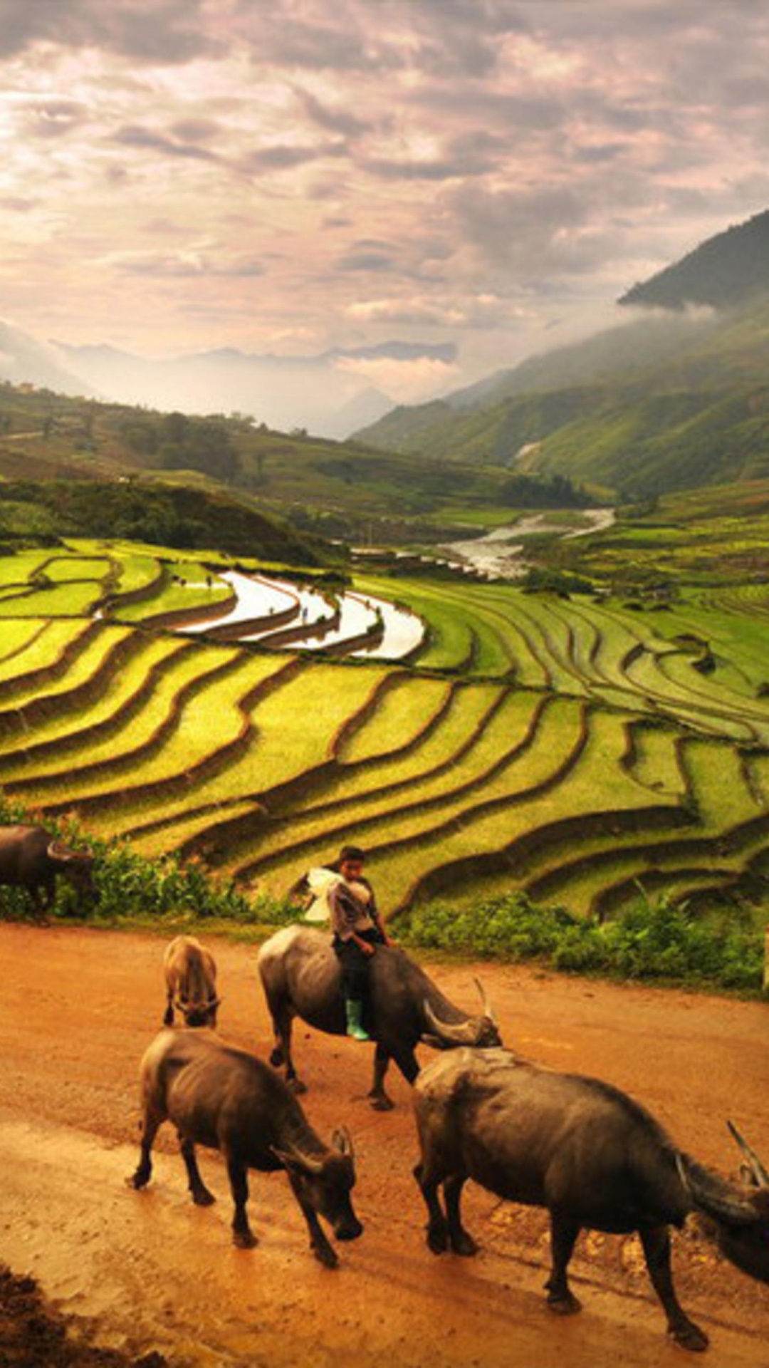 Troupeau de Chevaux Sur le Terrain D'herbe Verte Pendant la Journée. Wallpaper in 1080x1920 Resolution