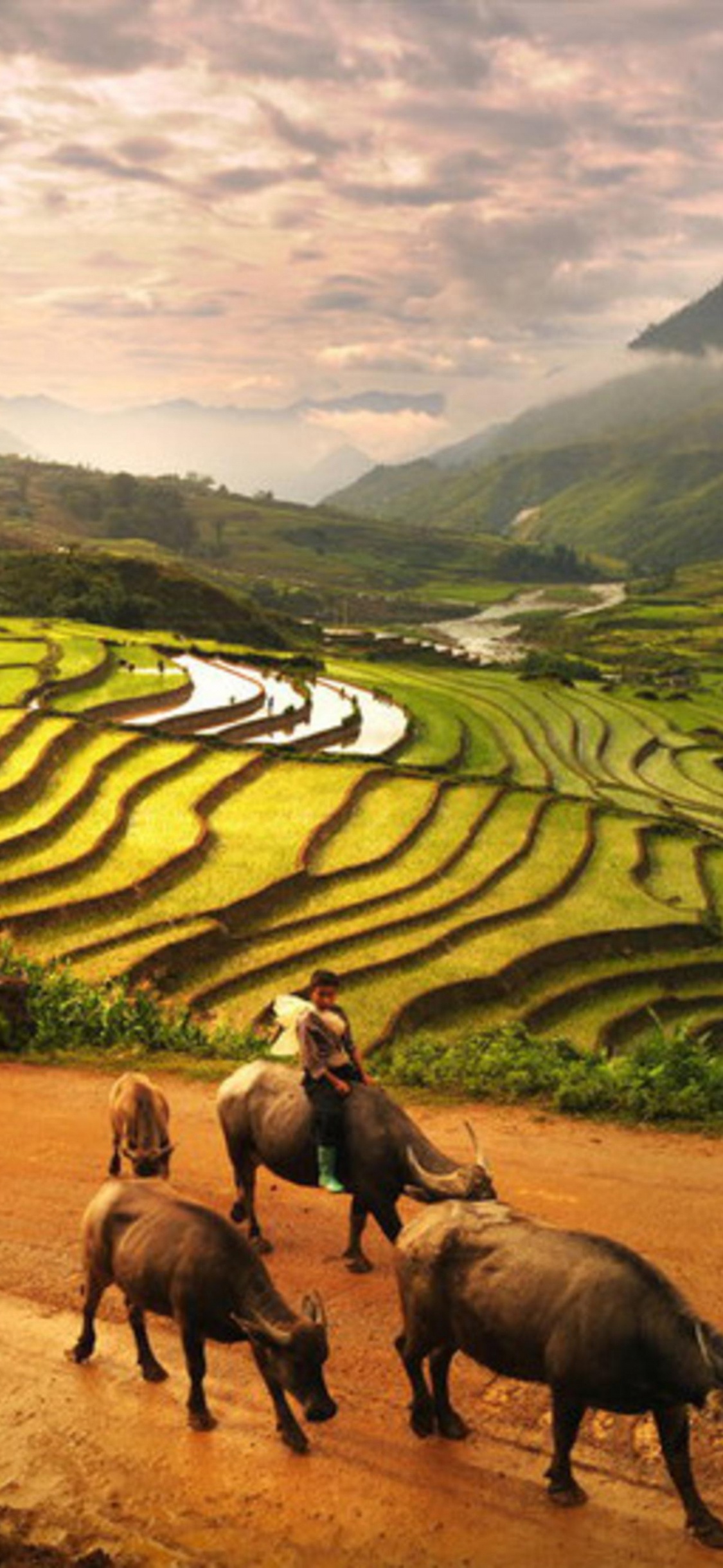 Pferdeherde Auf Der Grünen Wiese Tagsüber. Wallpaper in 1125x2436 Resolution