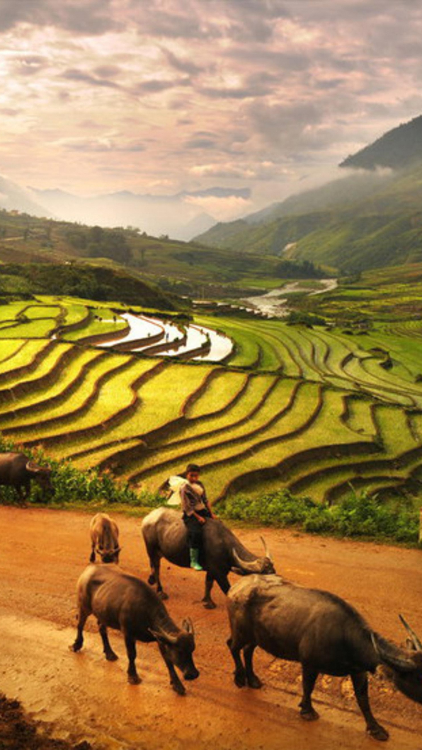 Herd of Horses on Green Grass Field During Daytime. Wallpaper in 1440x2560 Resolution