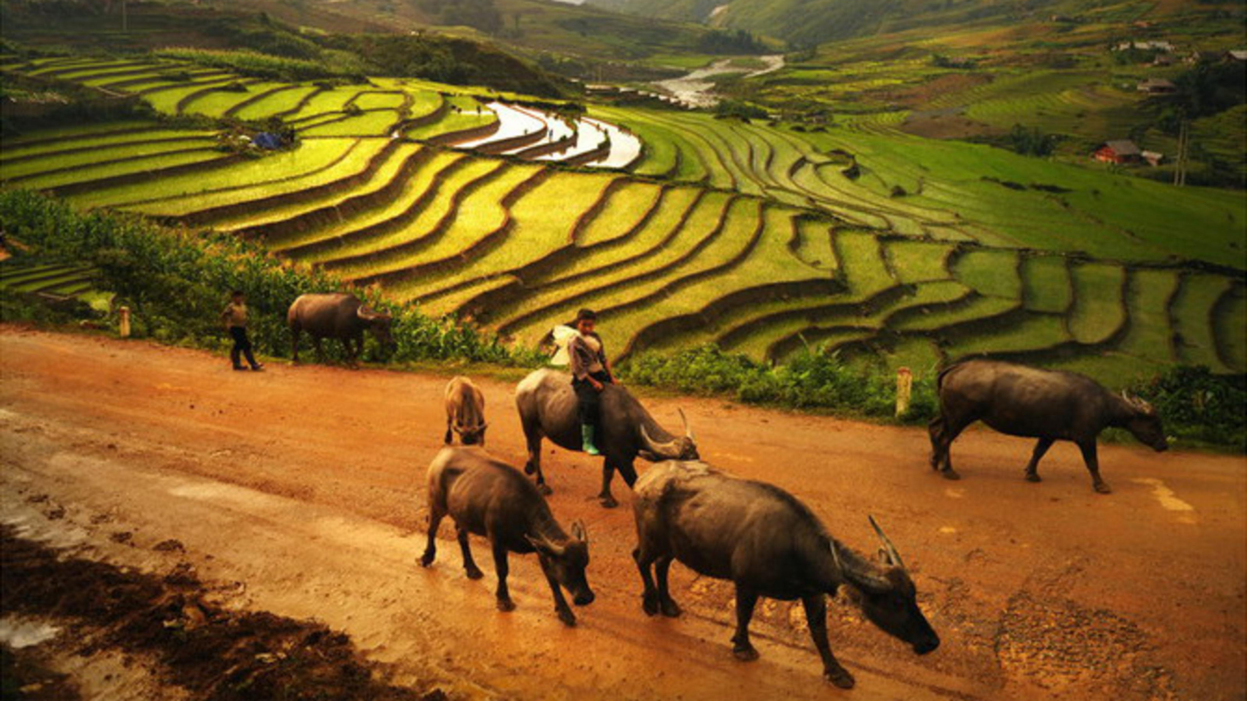 Herd of Horses on Green Grass Field During Daytime. Wallpaper in 2560x1440 Resolution