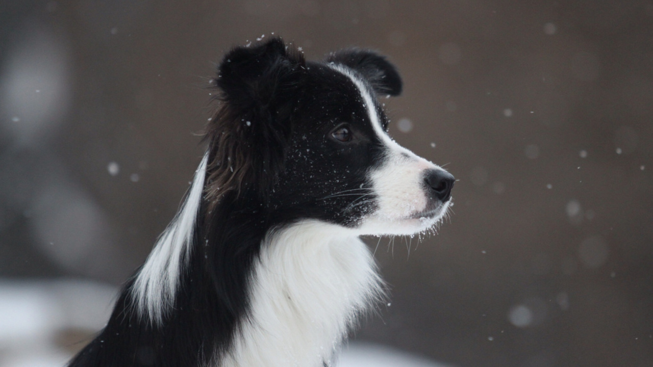 Border Collie Blanco y Negro. Wallpaper in 1280x720 Resolution