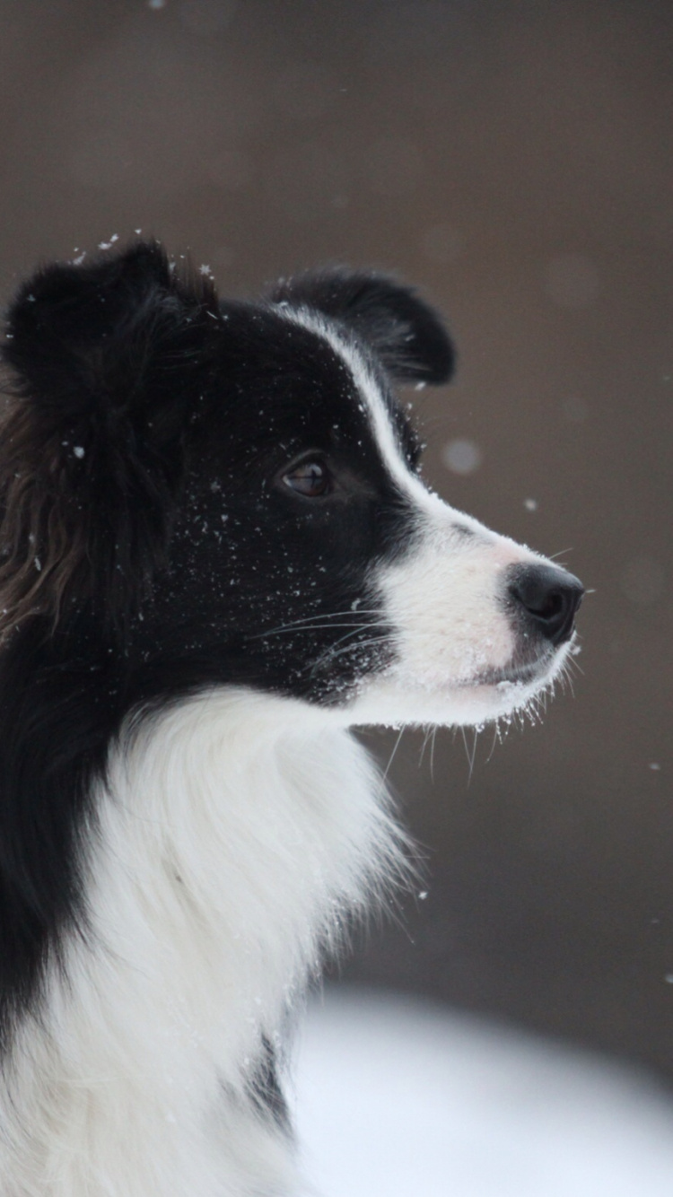 Border Collie Blanco y Negro. Wallpaper in 750x1334 Resolution