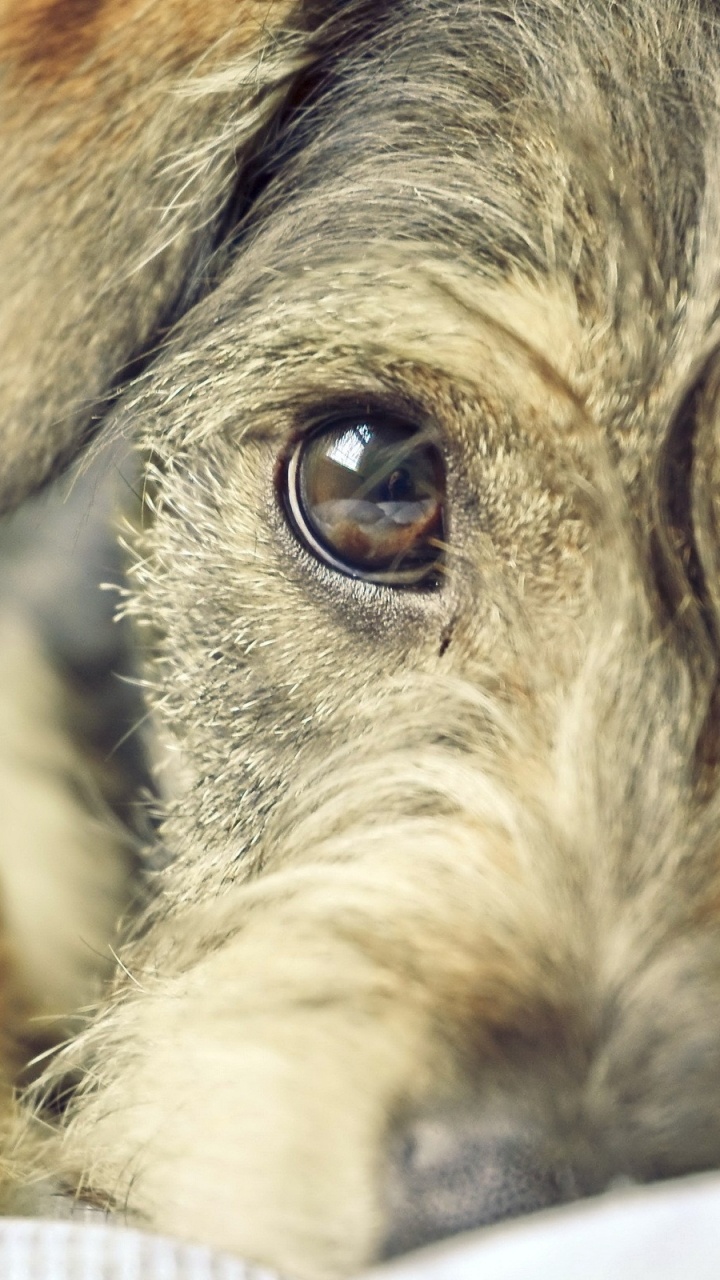 Petit Chien Brun et Noir à Poil Court. Wallpaper in 720x1280 Resolution