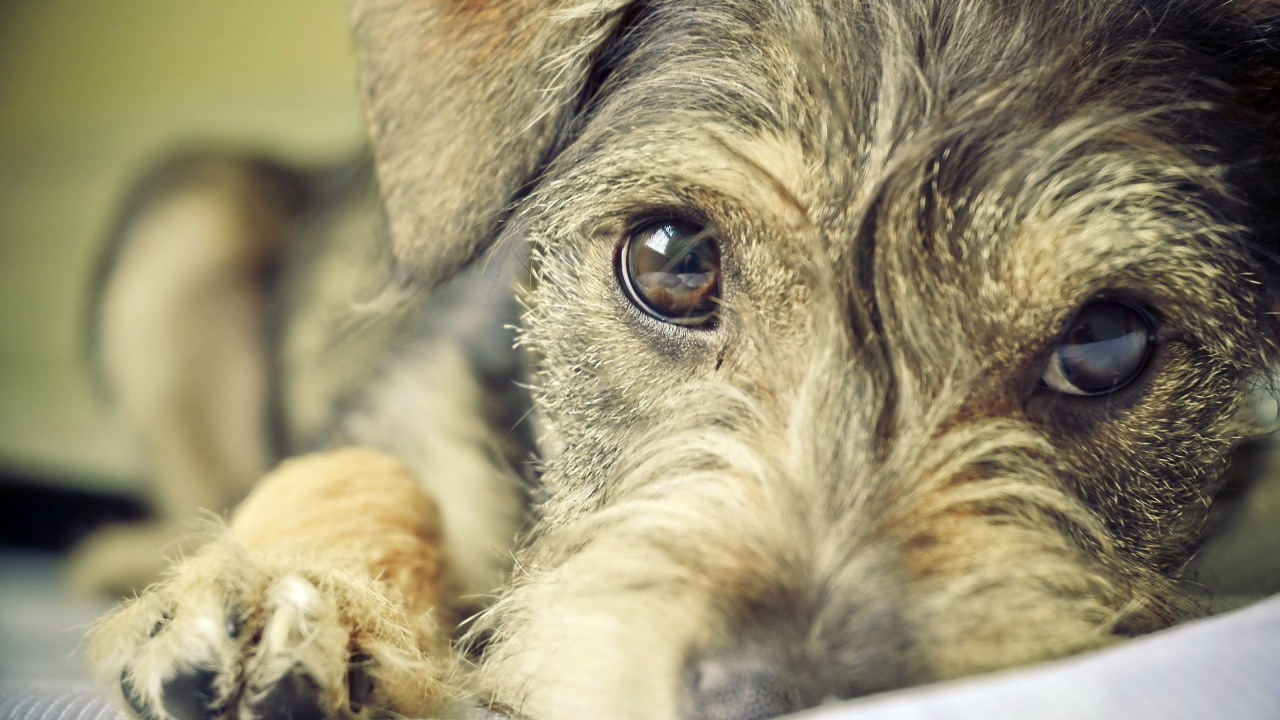 Perro Pequeño de Pelo Corto Marrón y Negro. Wallpaper in 1280x720 Resolution