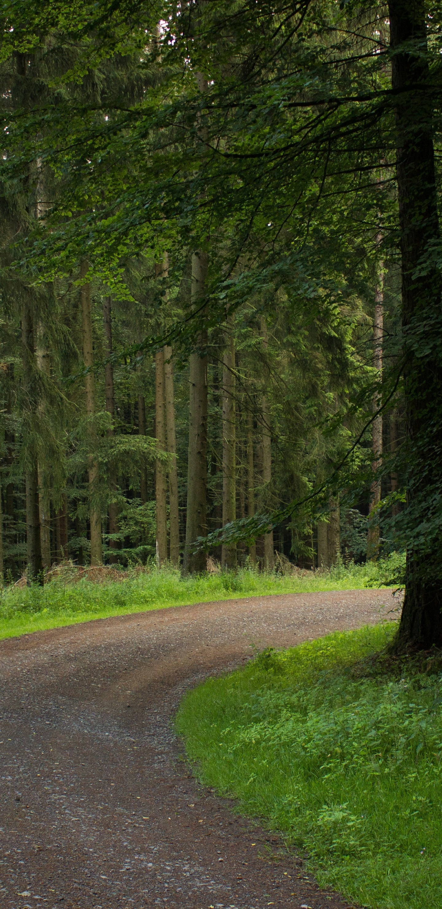 Green Grass and Trees Near Road. Wallpaper in 1440x2960 Resolution