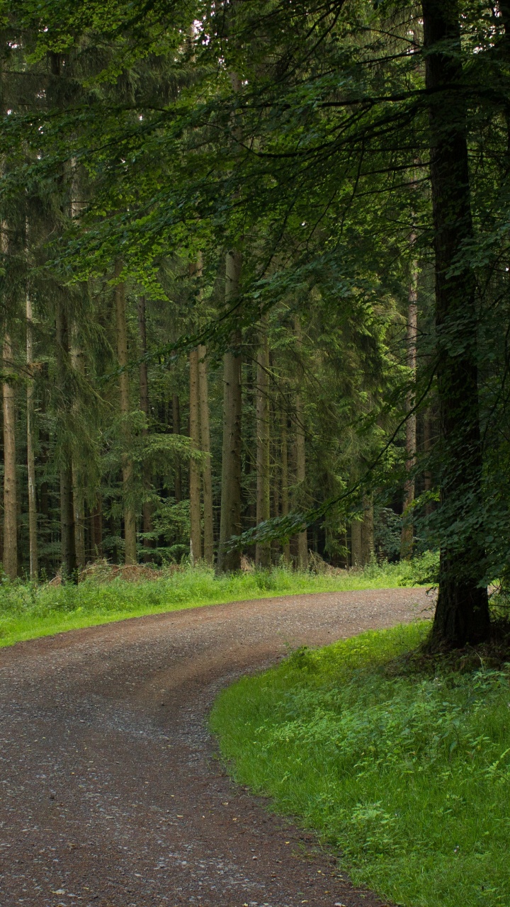 Green Grass and Trees Near Road. Wallpaper in 720x1280 Resolution