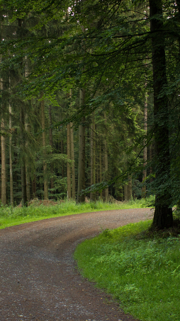 Green Grass and Trees Near Road. Wallpaper in 750x1334 Resolution