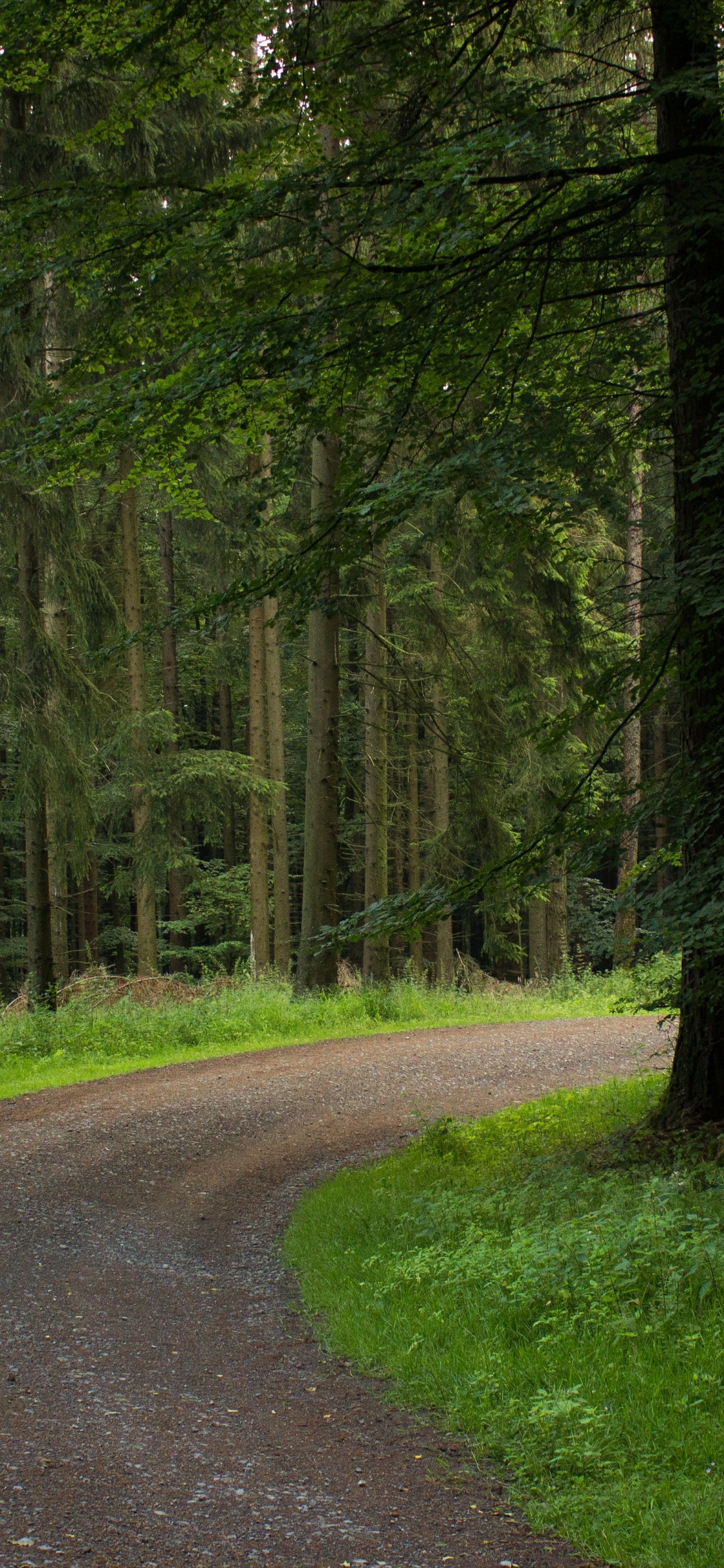 Grünes Gras Und Bäume in Der Nähe Der Straße. Wallpaper in 1125x2436 Resolution