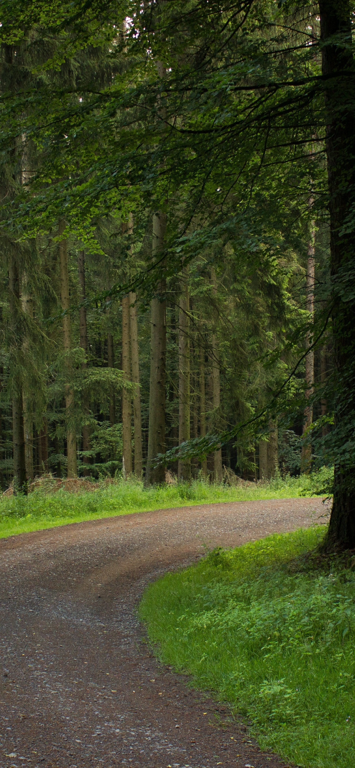 Grünes Gras Und Bäume in Der Nähe Der Straße. Wallpaper in 1242x2688 Resolution