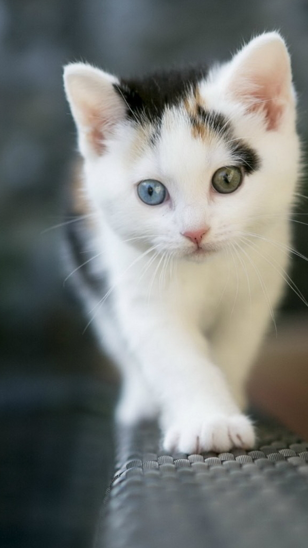 Chat Mignon, Chat, Chaton, Chat Blanc, la Gentillesse. Wallpaper in 1080x1920 Resolution