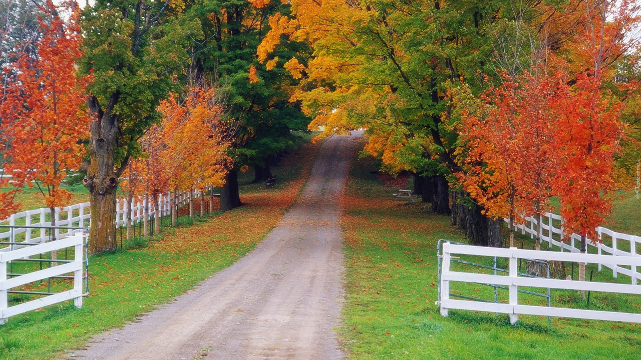 Gray Concrete Road Between Trees. Wallpaper in 1280x720 Resolution