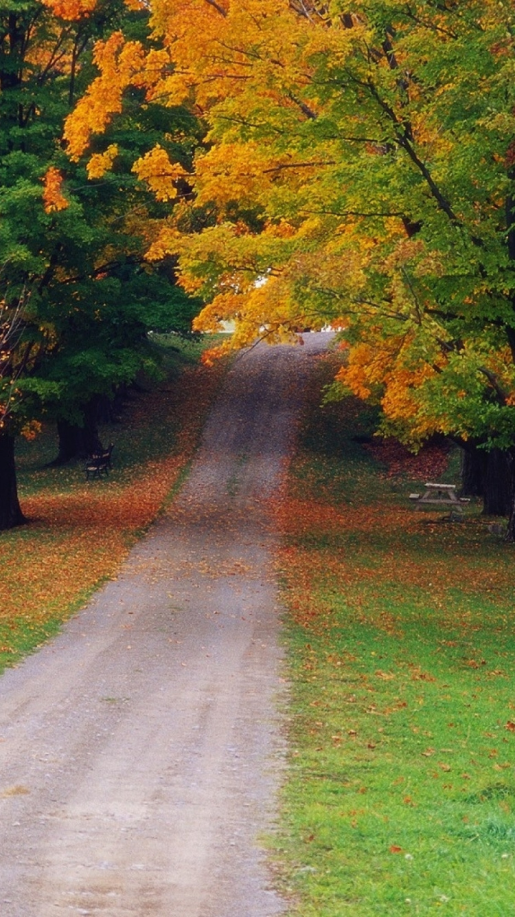 Gray Concrete Road Between Trees. Wallpaper in 750x1334 Resolution