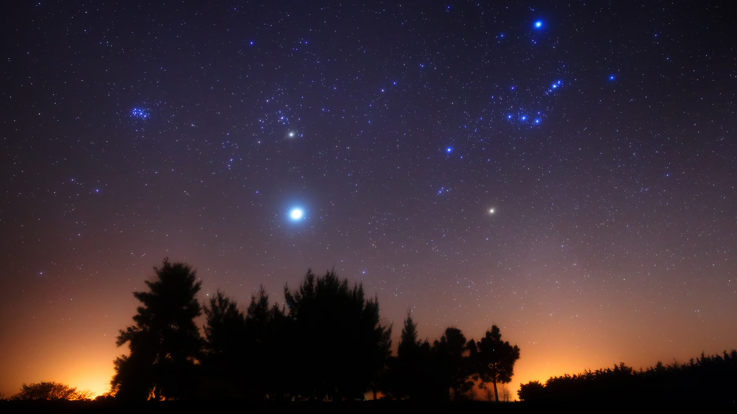 Silhouette Von Bäumen Unter Blauem Himmel Mit Sternen Während Der Nacht. Wallpaper in 2560x1440 Resolution