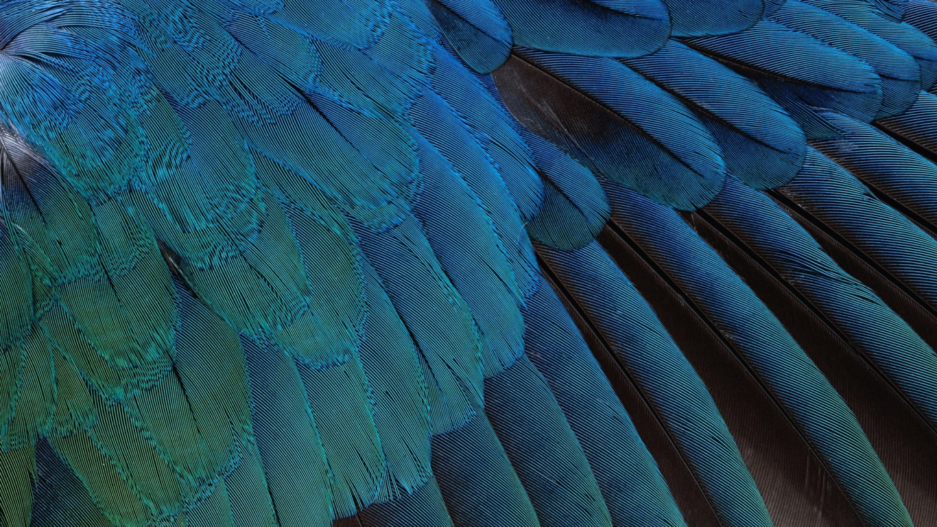 Blue and Black Peacock Feather. Wallpaper in 1366x768 Resolution