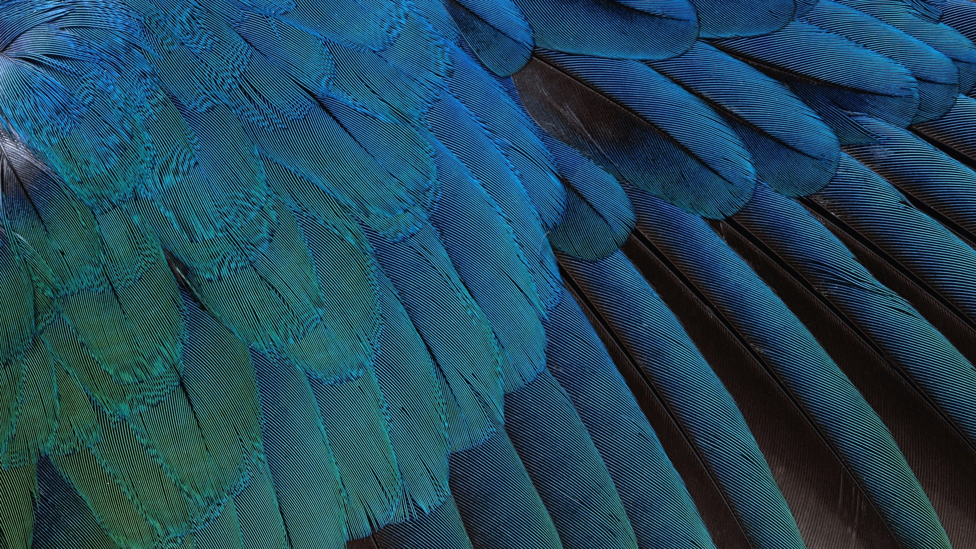 Blue and Black Peacock Feather. Wallpaper in 1920x1080 Resolution