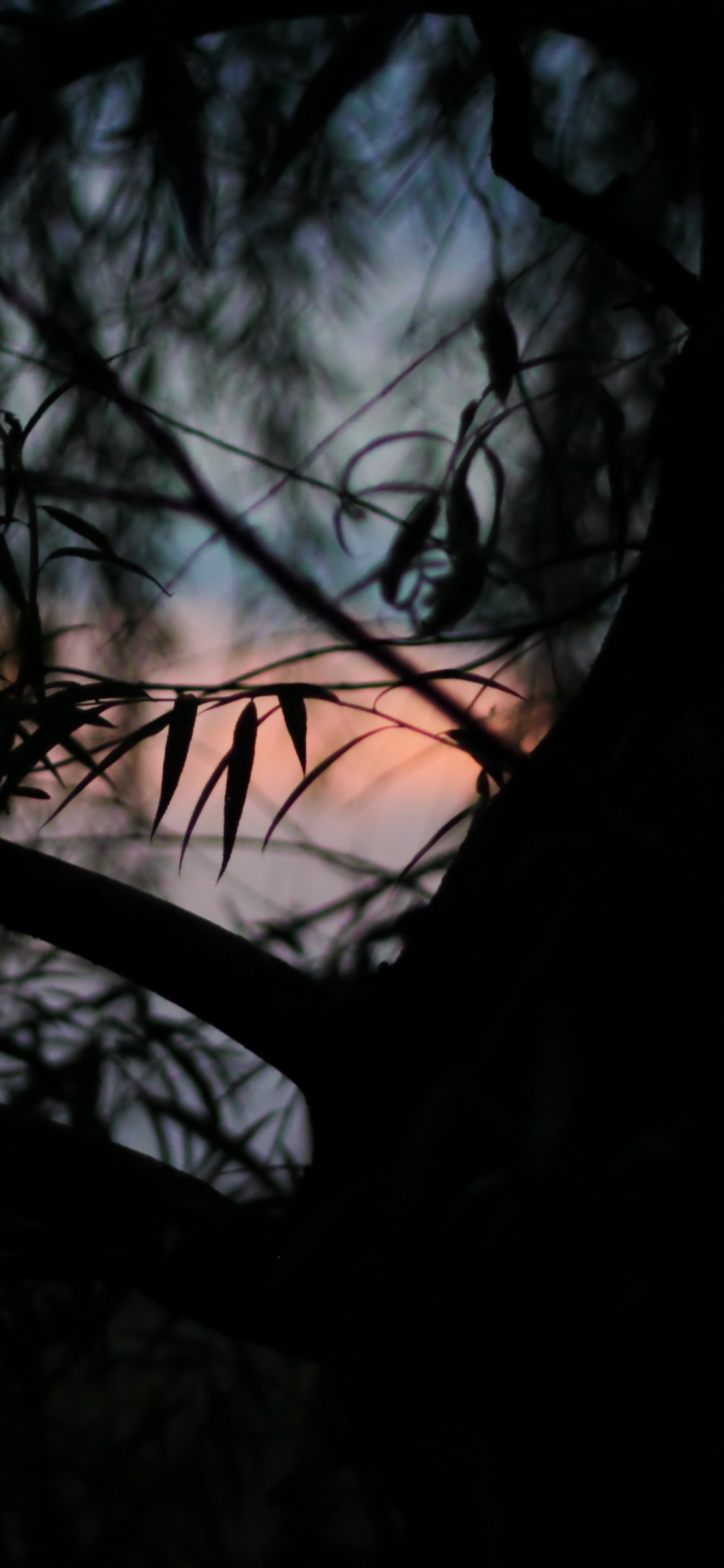 Fotografía de Ángulo Bajo de Árboles Desnudos Bajo un Cielo Azul Durante el Día. Wallpaper in 1125x2436 Resolution