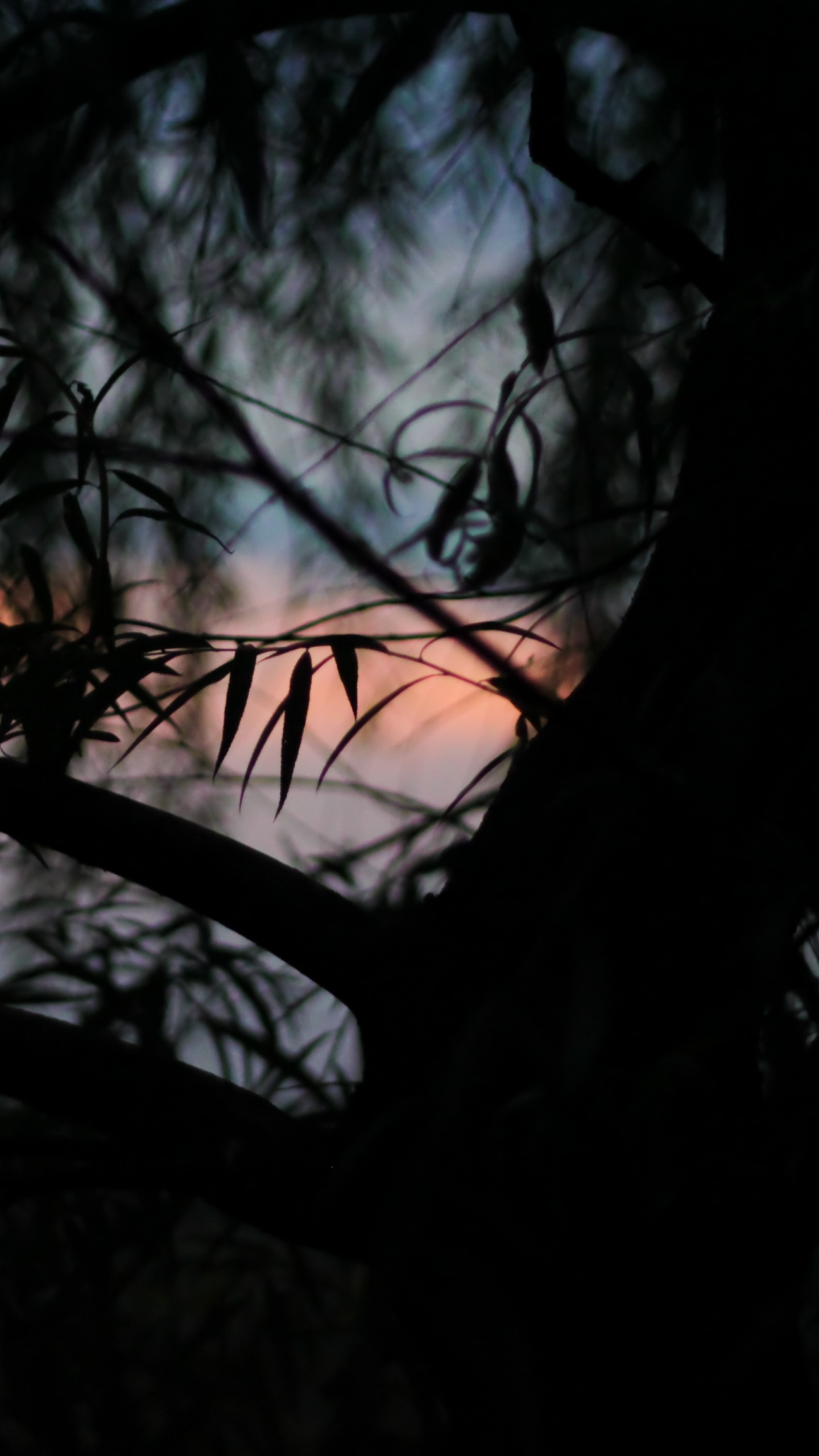 Fotografía de Ángulo Bajo de Árboles Desnudos Bajo un Cielo Azul Durante el Día. Wallpaper in 1440x2560 Resolution
