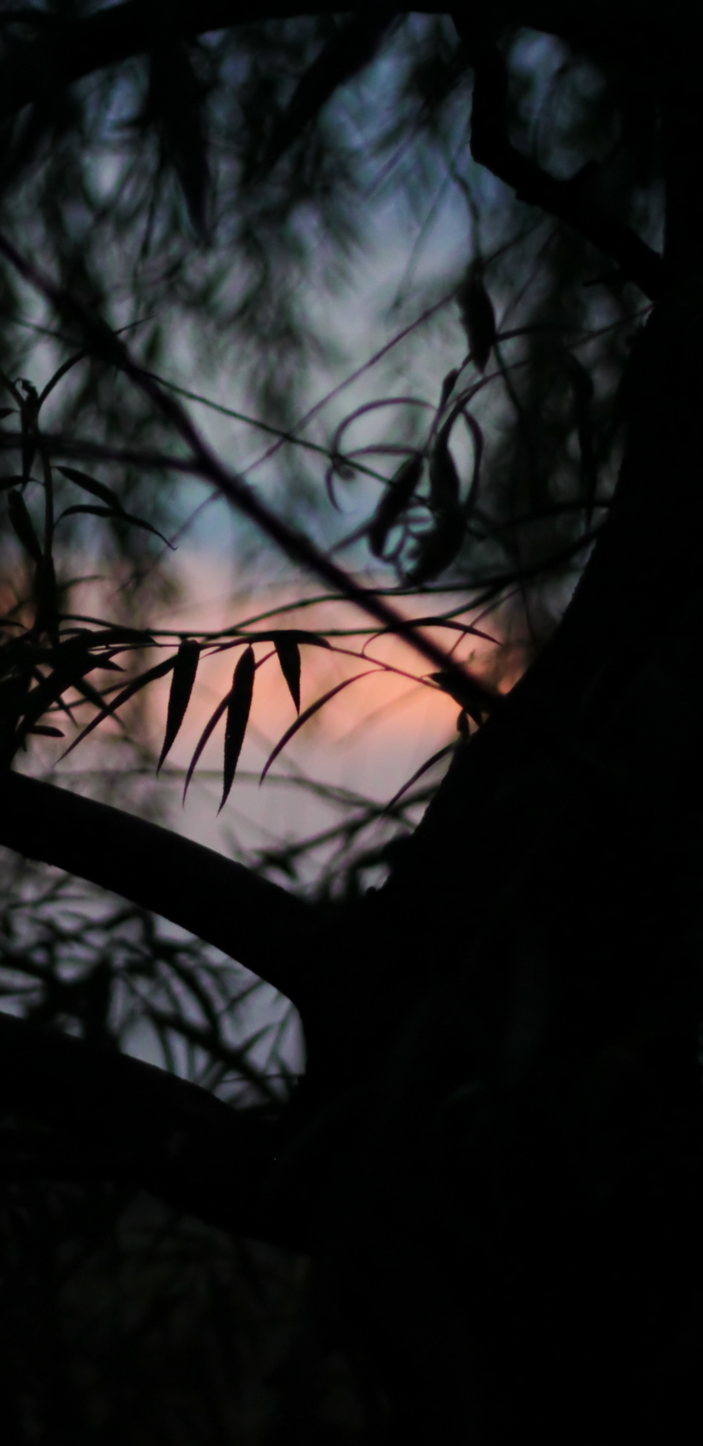 Fotografía de Ángulo Bajo de Árboles Desnudos Bajo un Cielo Azul Durante el Día. Wallpaper in 1440x2960 Resolution