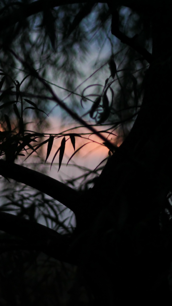 Fotografía de Ángulo Bajo de Árboles Desnudos Bajo un Cielo Azul Durante el Día. Wallpaper in 720x1280 Resolution