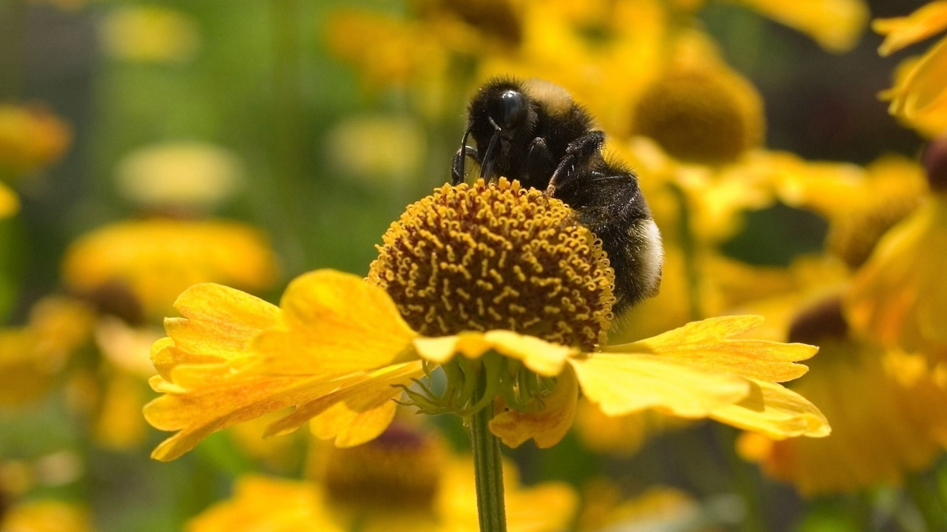 Abeille Jaune et Noire Sur Fleur Jaune. Wallpaper in 1366x768 Resolution
