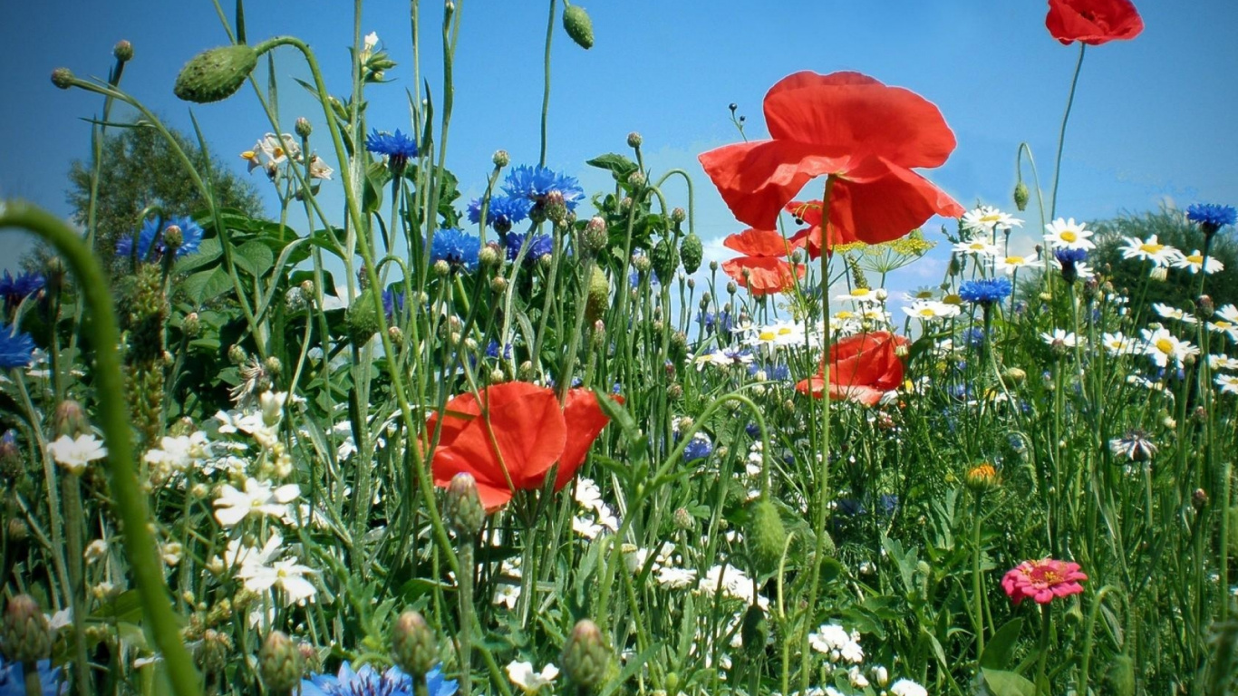 Red Flower on Green Grass Field. Wallpaper in 1366x768 Resolution