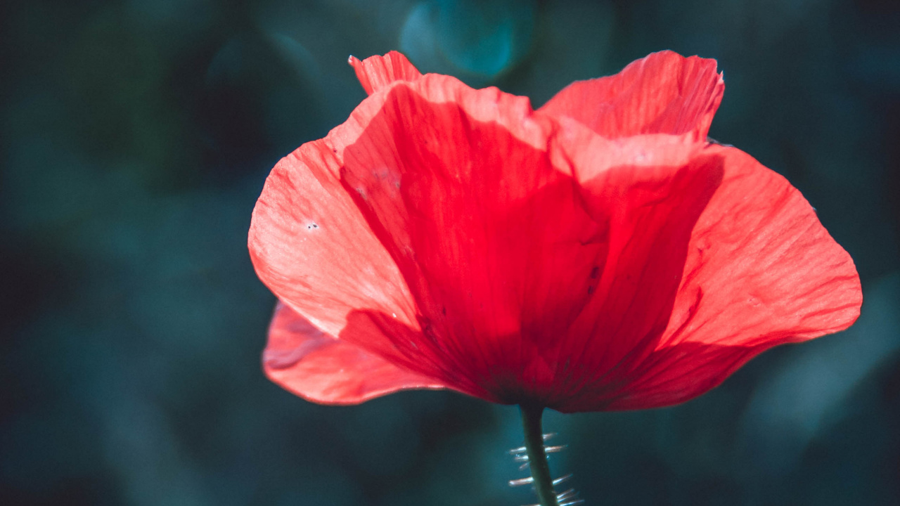 Rote Blume in Tilt-Shift-Linse. Wallpaper in 1280x720 Resolution