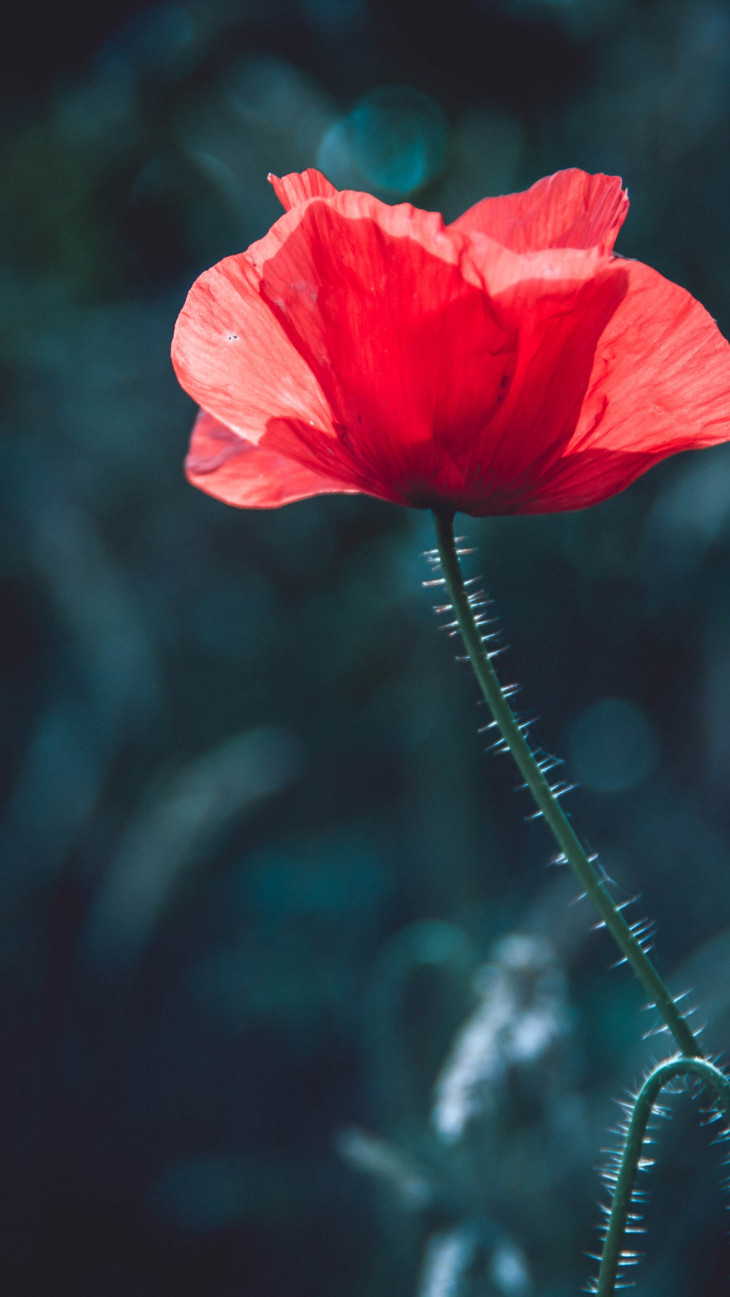 Rote Blume in Tilt-Shift-Linse. Wallpaper in 1440x2560 Resolution