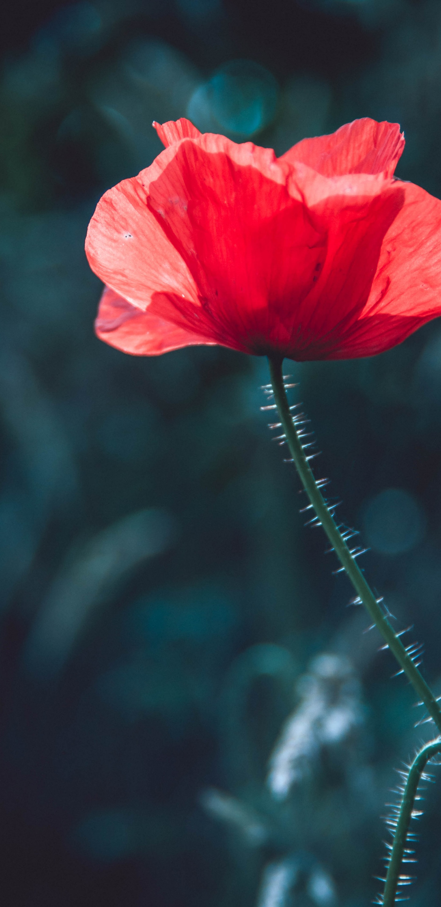 Fleur Rouge Dans L'objectif à Basculement. Wallpaper in 1440x2960 Resolution