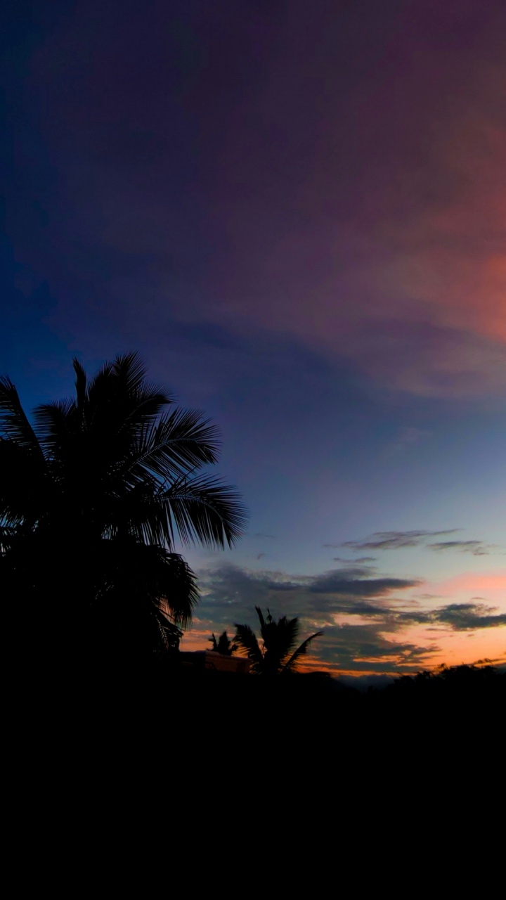 Palm Trees, Cloud, Atmosphere, Plant, Nature. Wallpaper in 720x1280 Resolution
