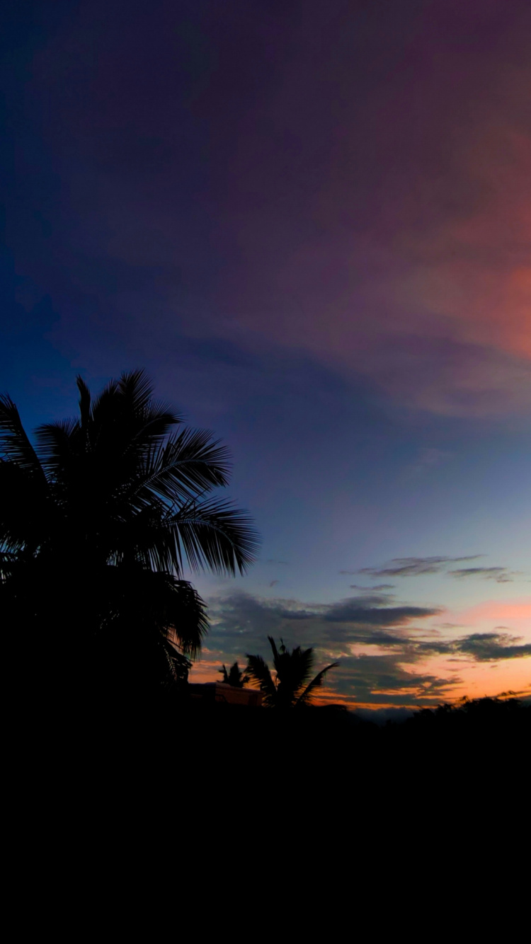 Palme, Cloud, Atmosphäre, Natur, Afterglow. Wallpaper in 750x1334 Resolution