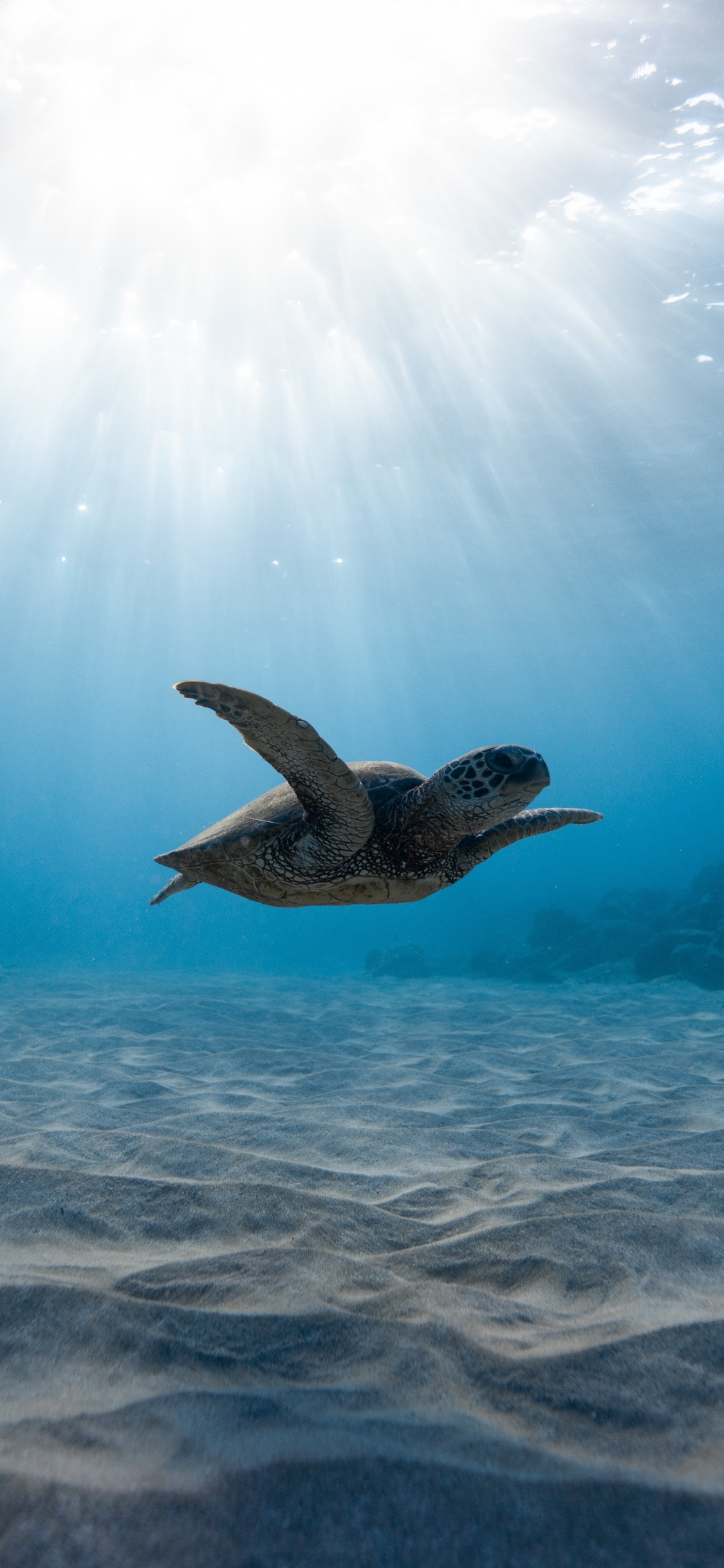 乌龟, 水下, 大海, 海洋, 海洋生物学 壁纸 1125x2436 允许