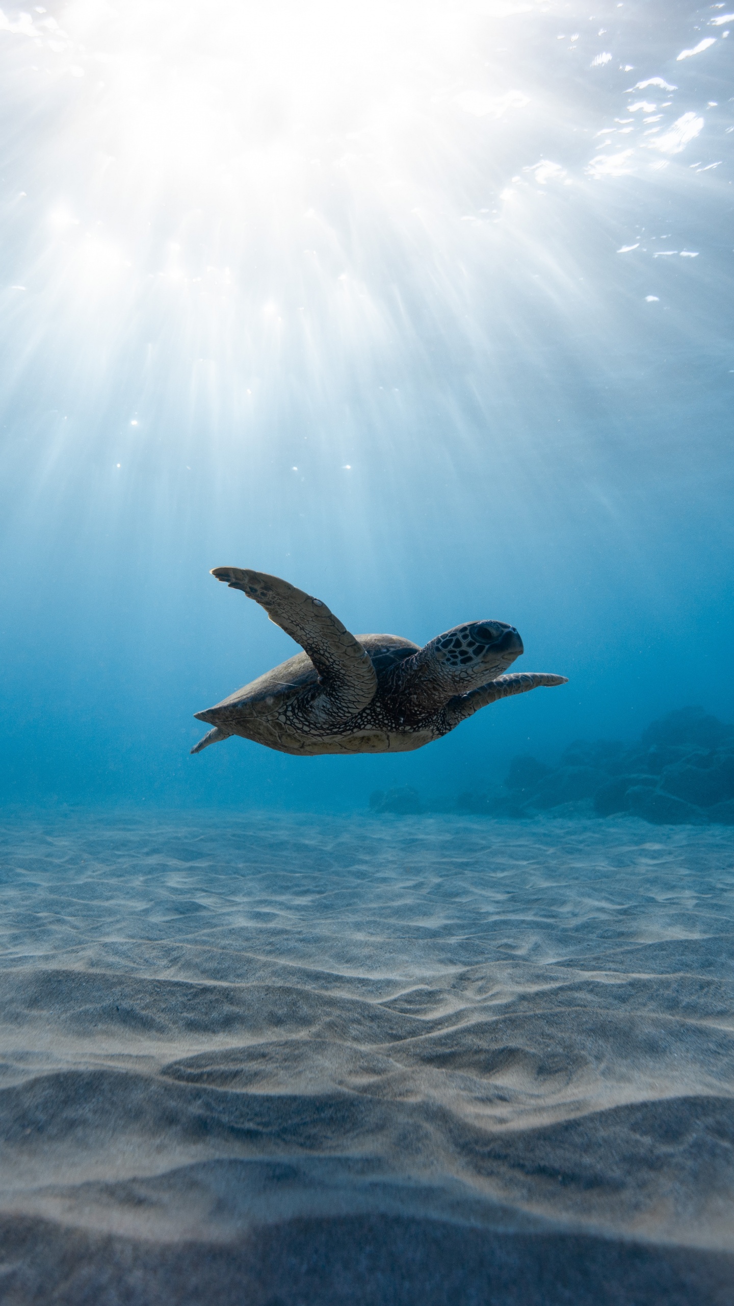 乌龟, 水下, 大海, 海洋, 海洋生物学 壁纸 1440x2560 允许