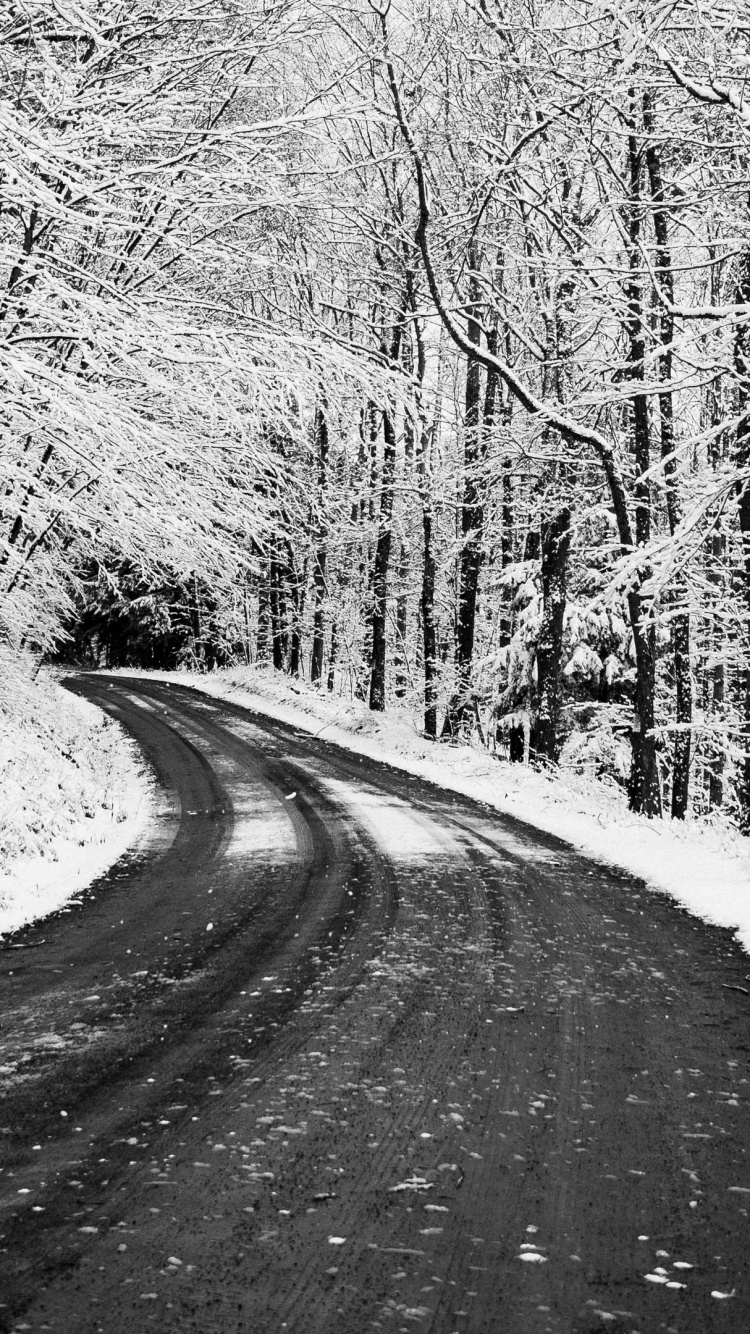 Nieve, Blizzard, Paisaje Natural, Sucursal, Madera. Wallpaper in 750x1334 Resolution