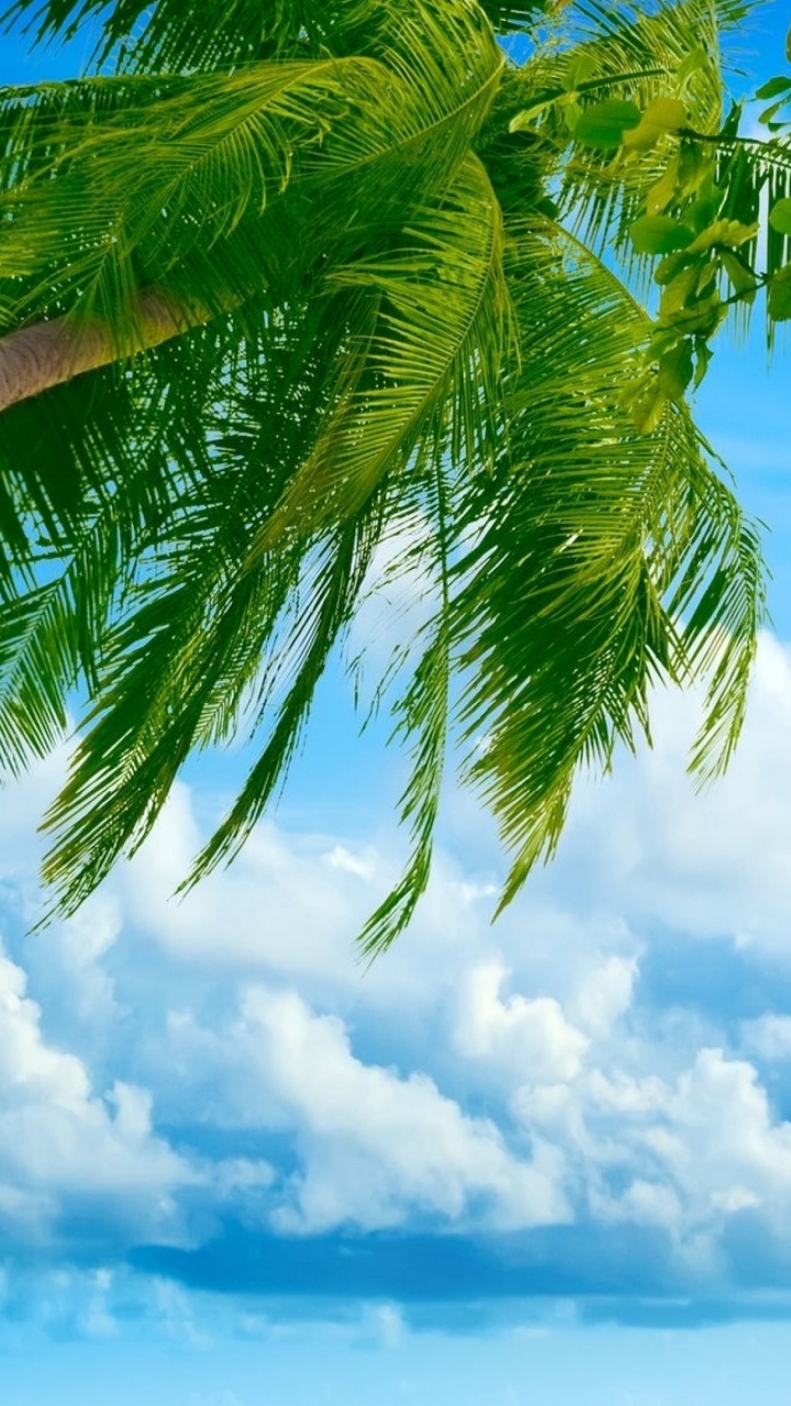 性质, 植被, 热带地区, 一天, 天空 壁纸 720x1280 允许