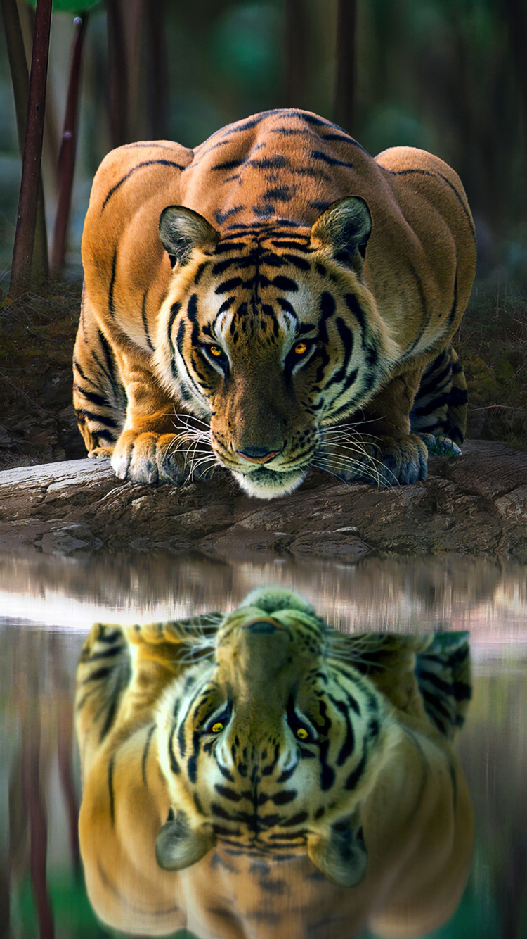 Arte, Grandes Felinos, Carnívoro, Los Animales Terrestres, Tigre de Bengala. Wallpaper in 750x1334 Resolution