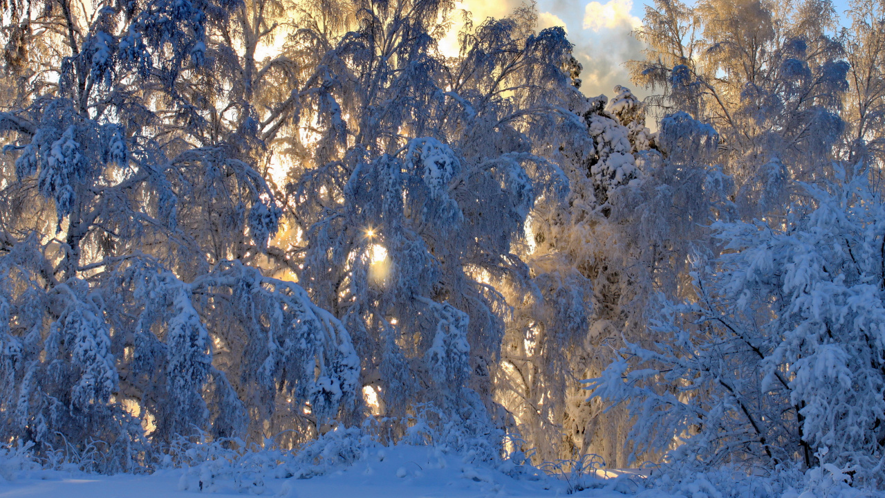 Arbres Blancs Sur Sol Couvert de Neige Sous Des Nuages Blancs et Ciel Bleu Pendant la Journée. Wallpaper in 1280x720 Resolution