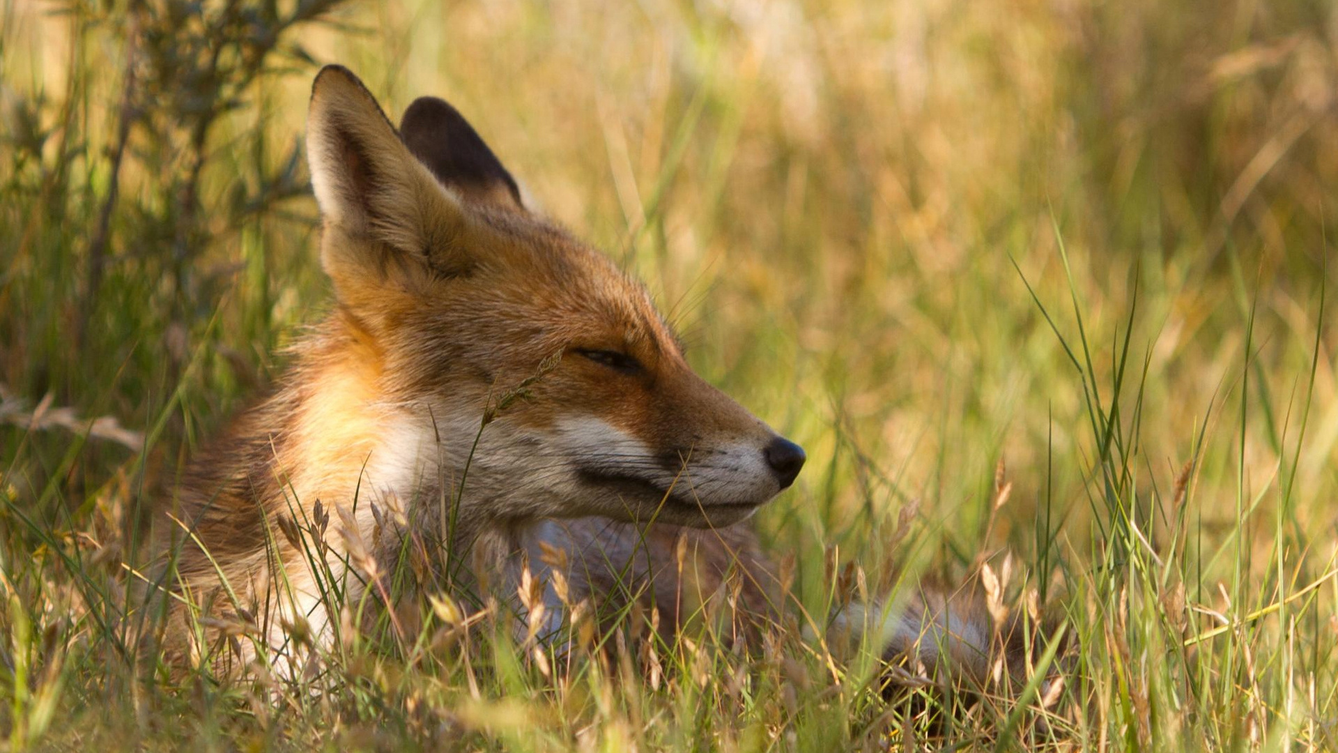 Brauner Fuchs Auf Grünem Gras Tagsüber. Wallpaper in 1920x1080 Resolution