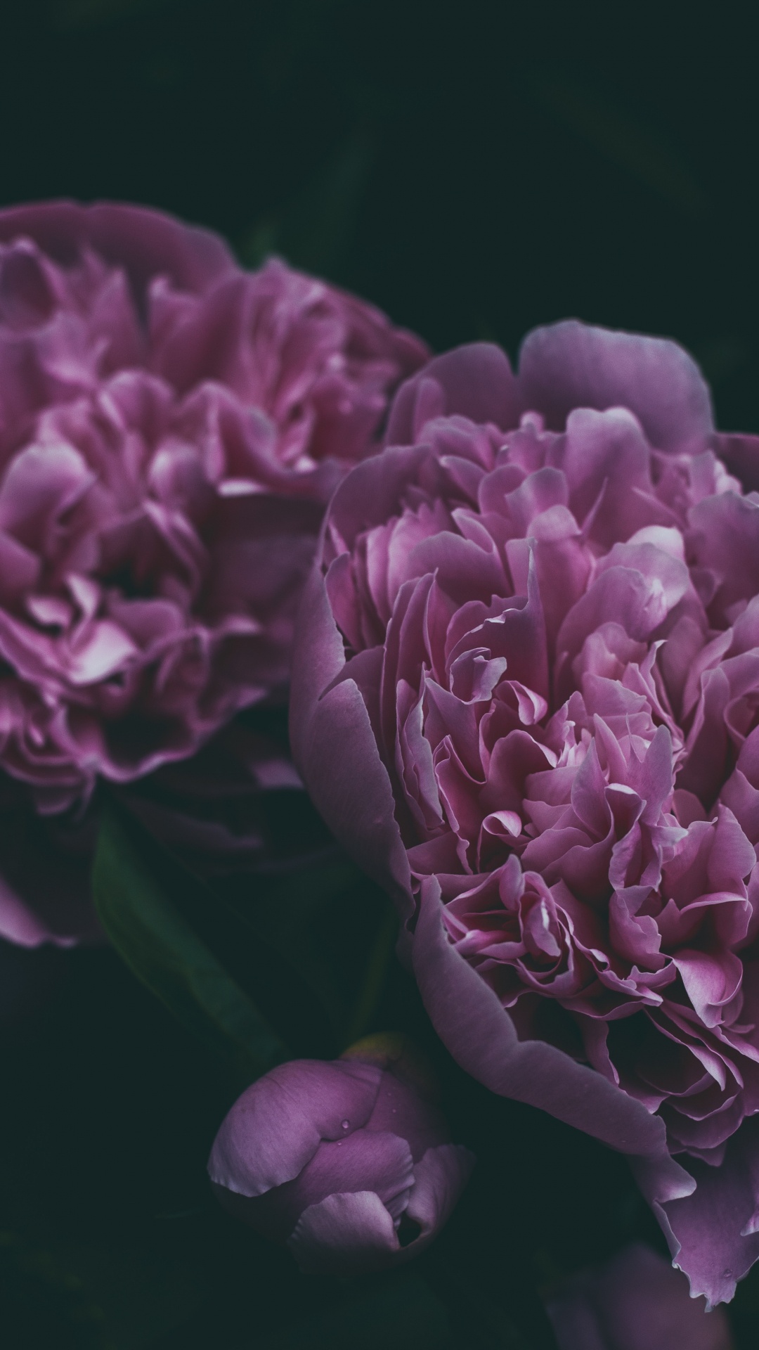 牡丹, 显花植物, 紫罗兰色, 紫色的, 粉红色 壁纸 1080x1920 允许