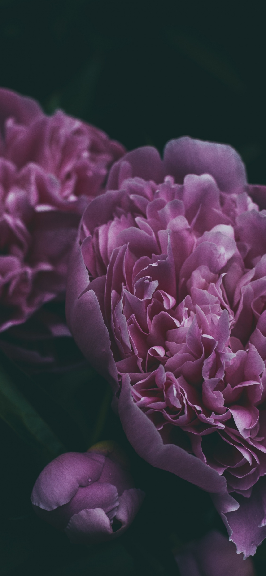 牡丹, 显花植物, 紫罗兰色, 紫色的, 粉红色 壁纸 1125x2436 允许