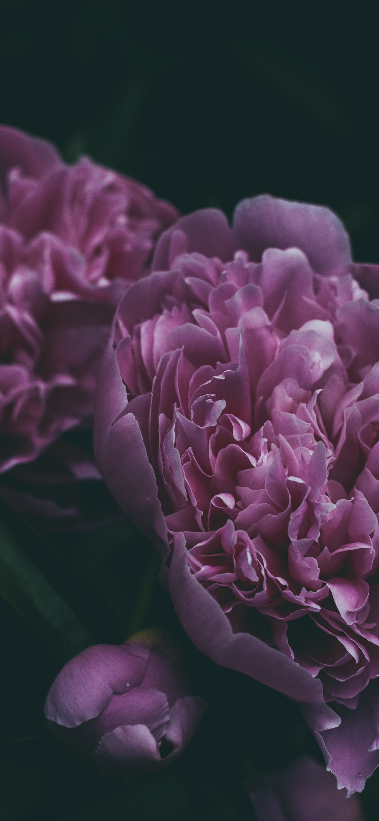 Fleur Violette en Photographie Rapprochée. Wallpaper in 1242x2688 Resolution