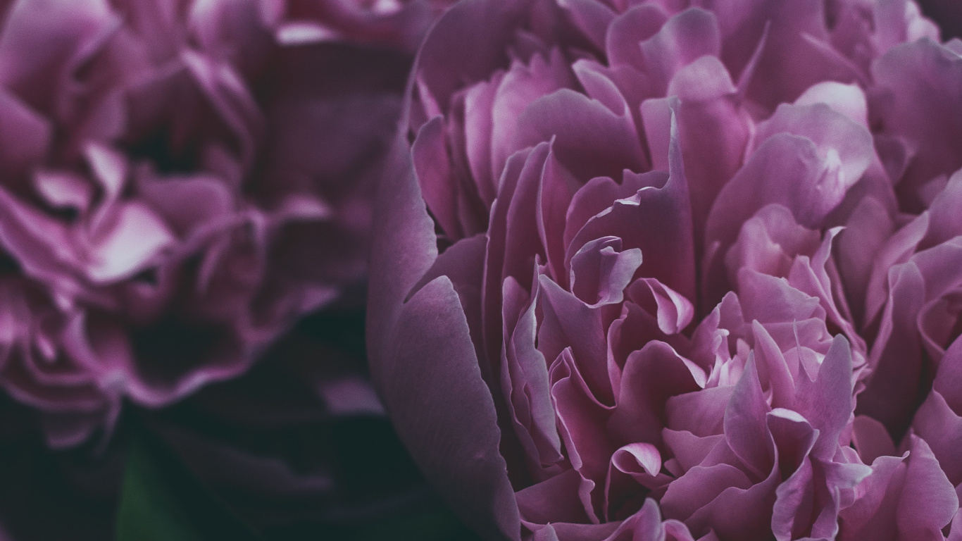 Fleur Violette en Photographie Rapprochée. Wallpaper in 1366x768 Resolution