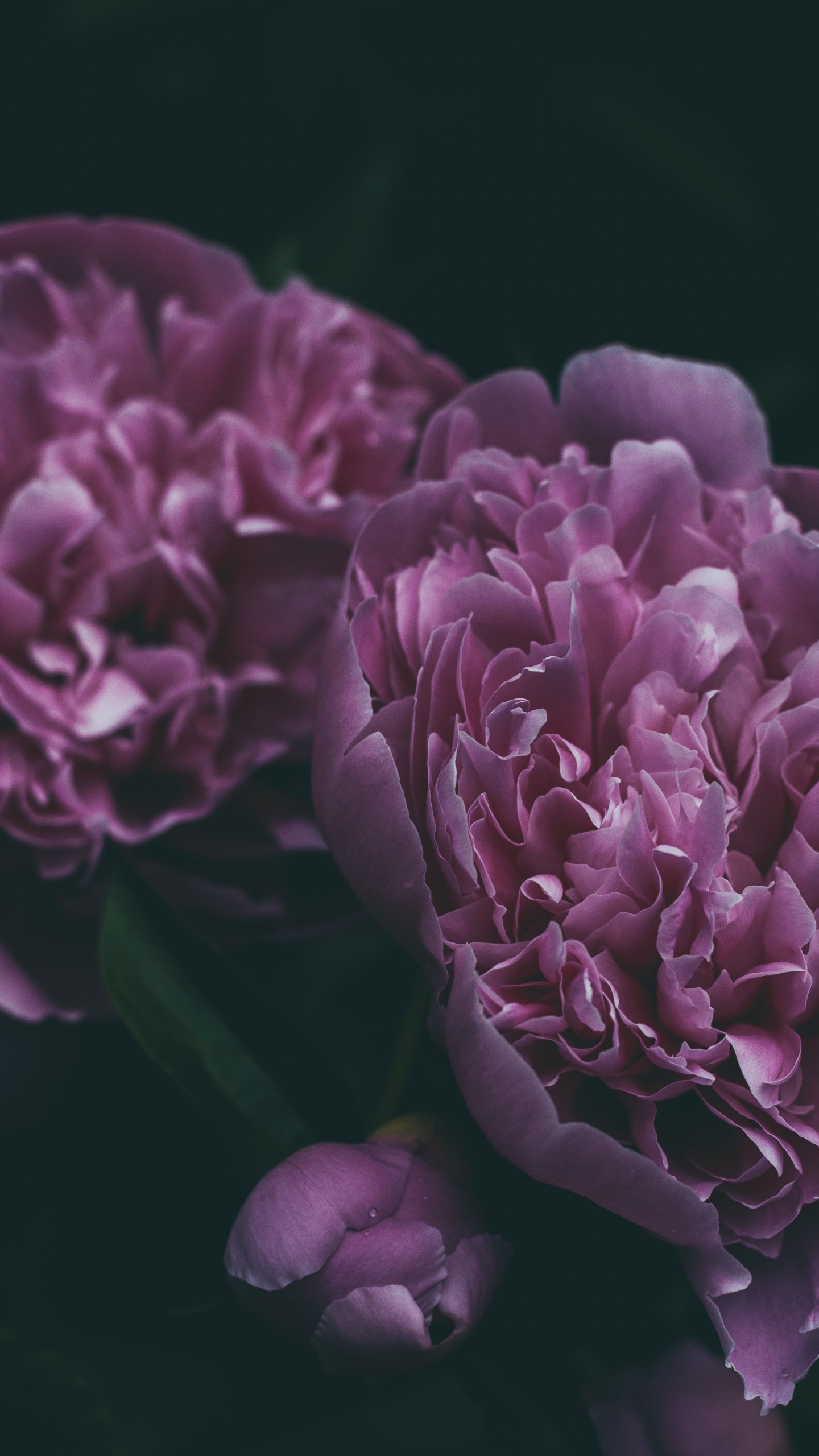 Fleur Violette en Photographie Rapprochée. Wallpaper in 1440x2560 Resolution