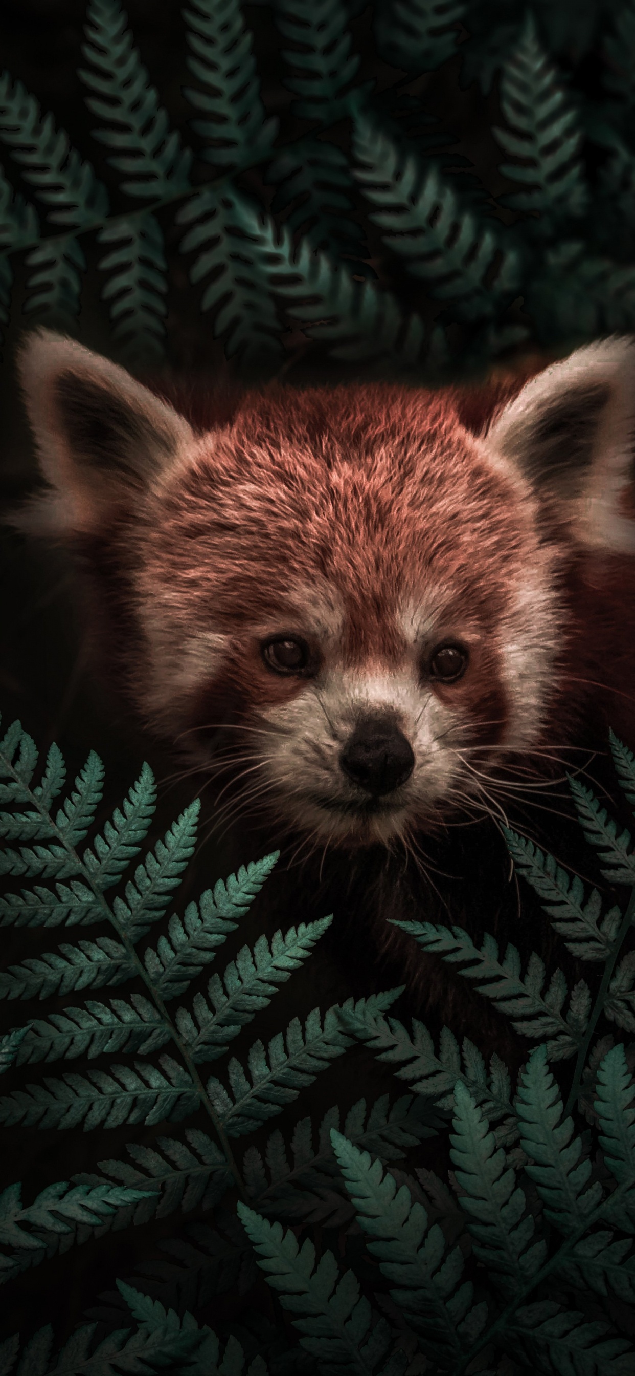 Hiding Red Panda 壁纸 1242x2688 允许
