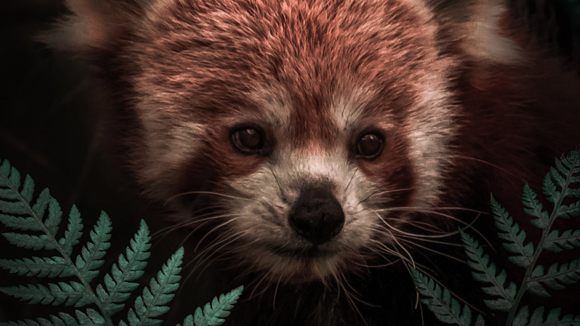 Hiding Red Panda. Wallpaper in 1920x1080 Resolution